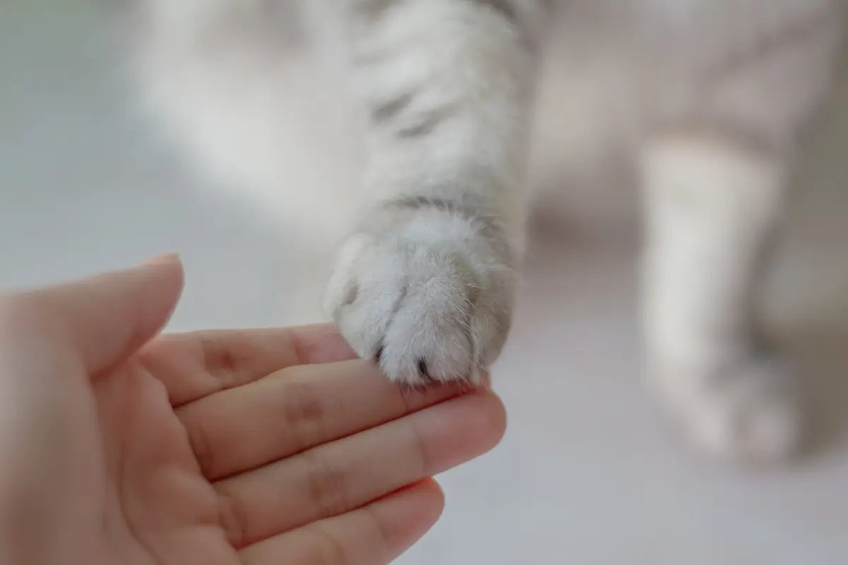 a person's hand reaching out to touch a cat's paw