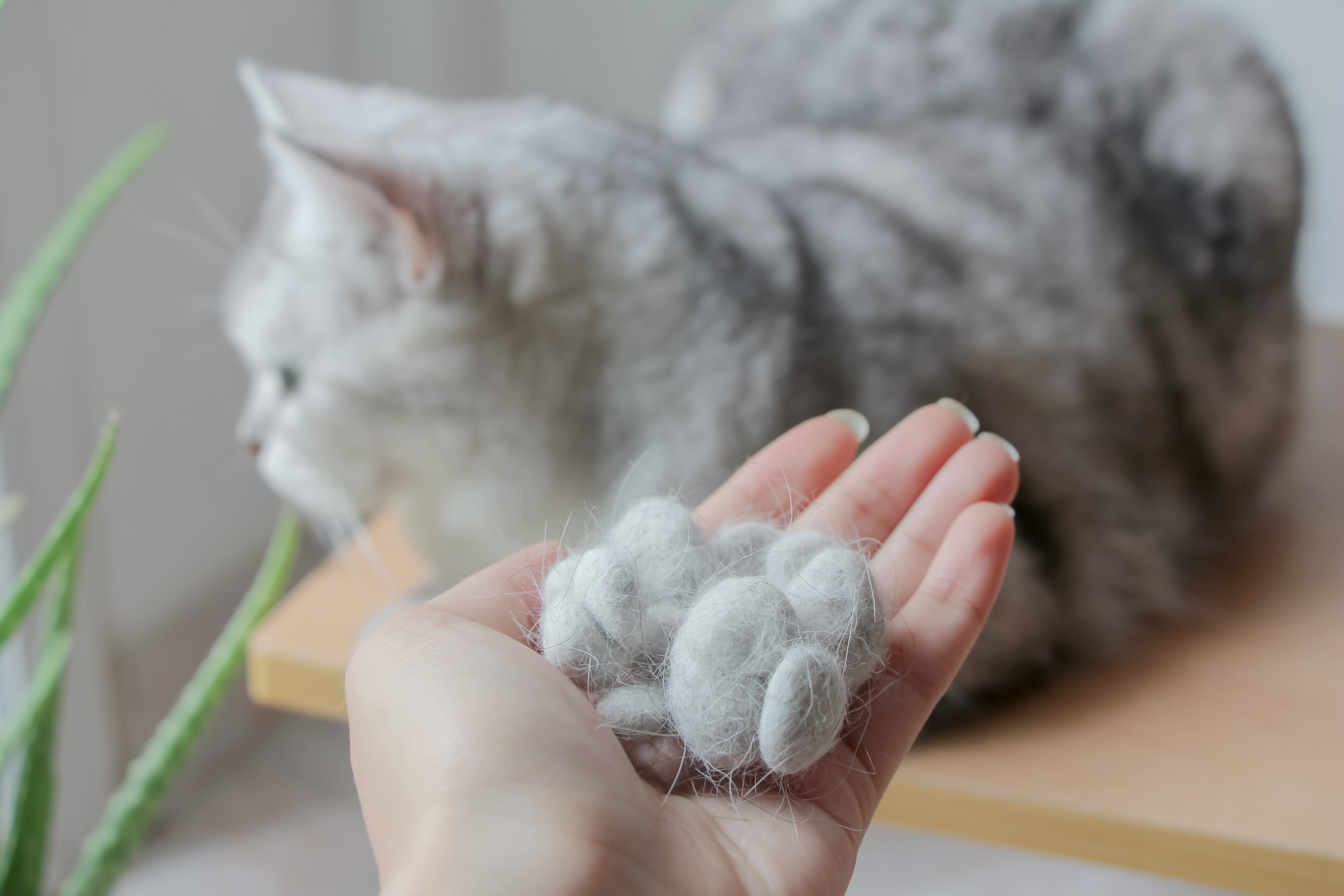 Manage Cat Spring Shedding with these Tips