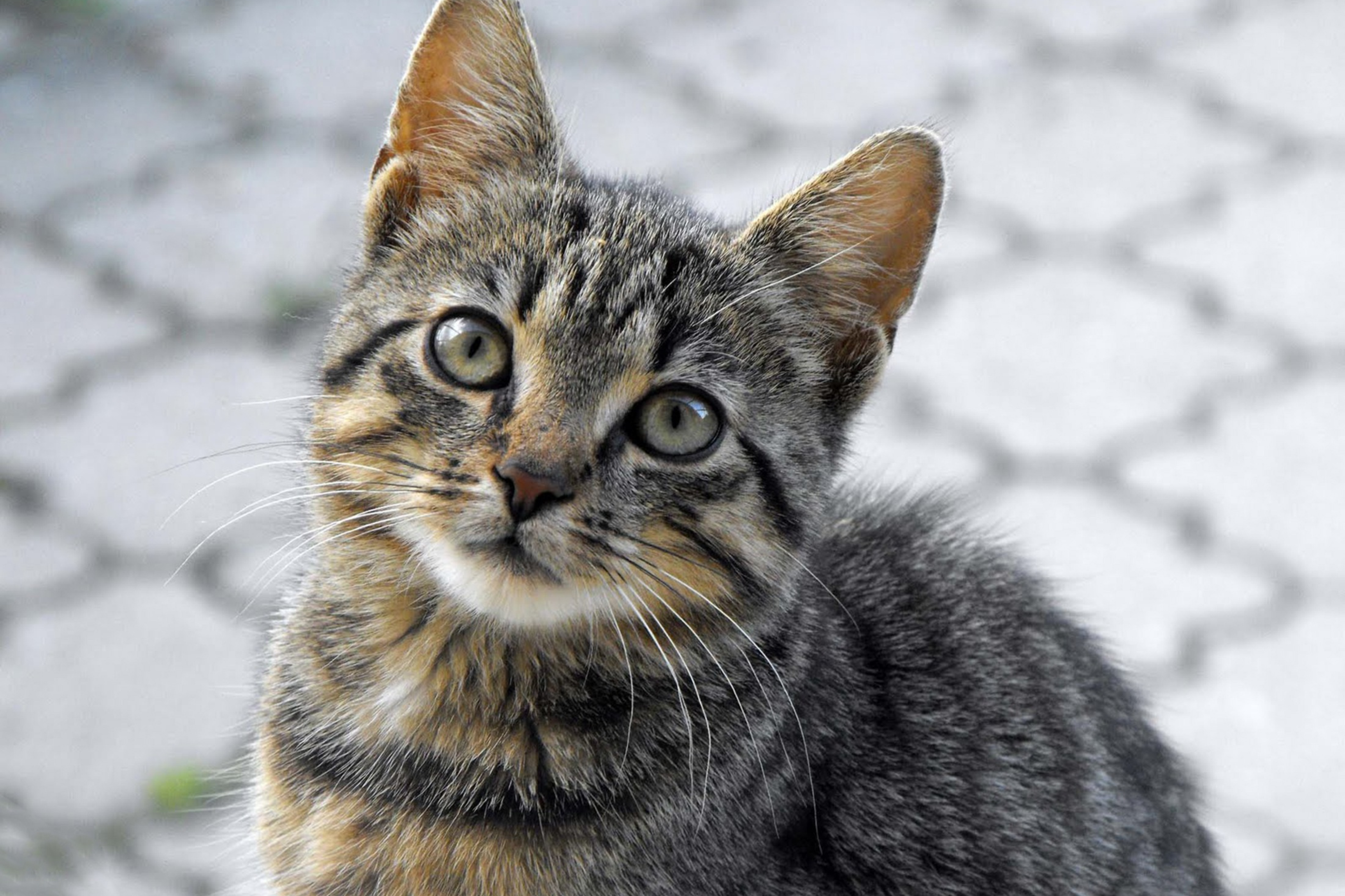 cute cat staring on camera