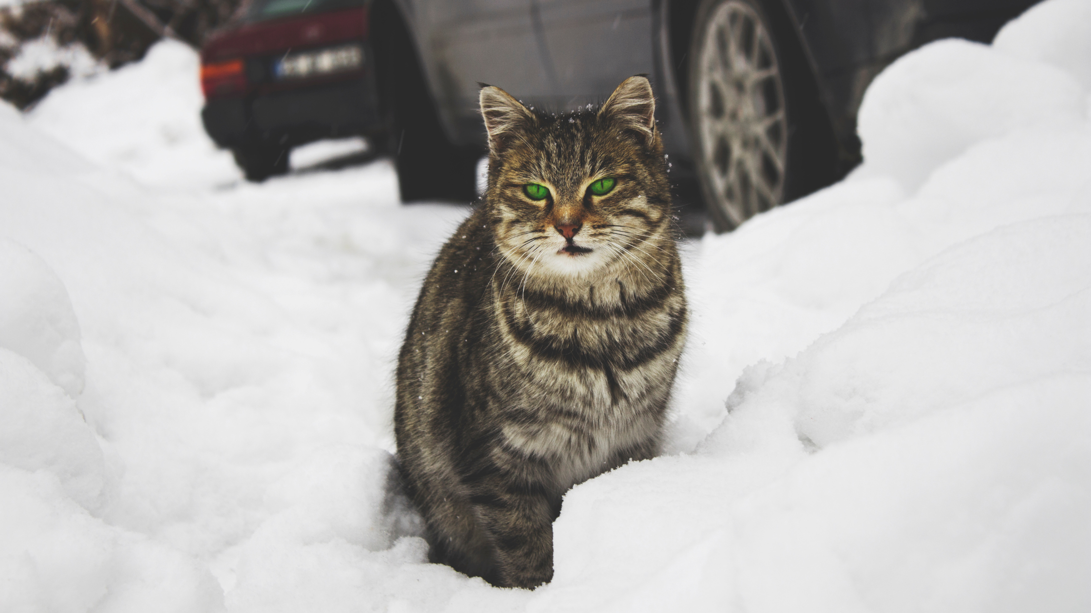 cat with mesmerizing green eyes on the foreground with a snowy road with two cars on the background