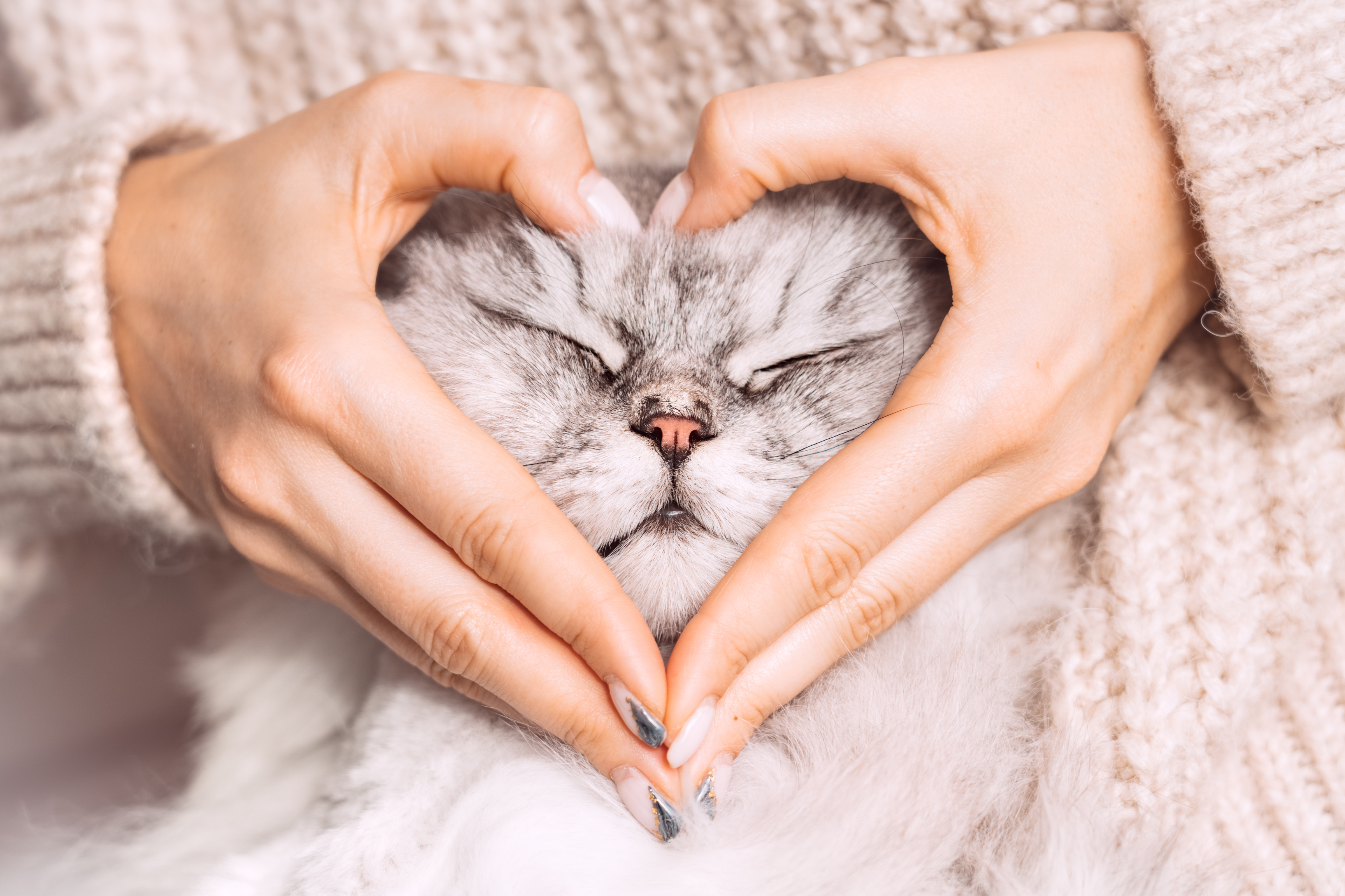 a person is making a heart shape with their hands around a cat