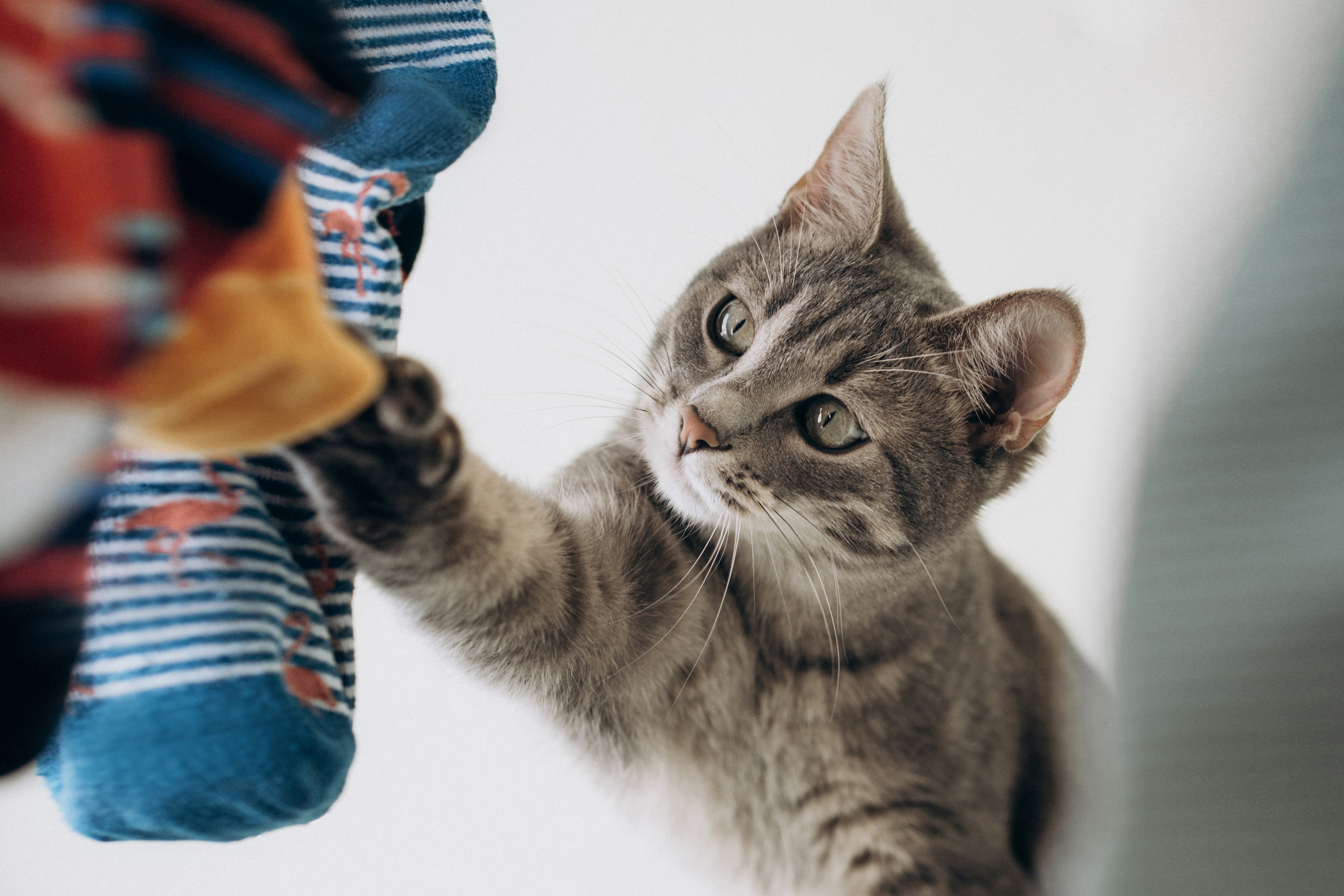 kitten playing with colorful fabrics