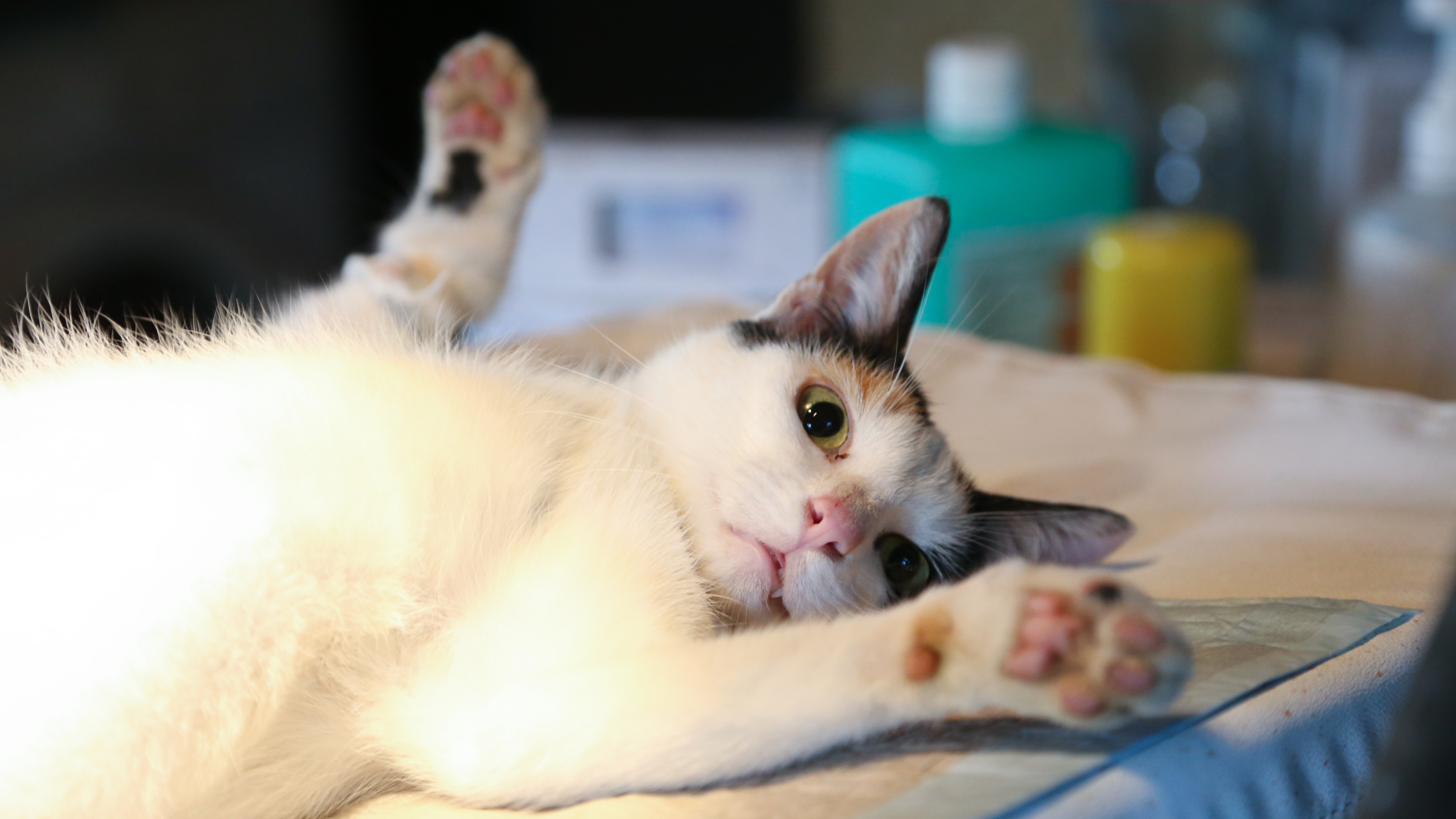 a cat female being spayed in the operation table