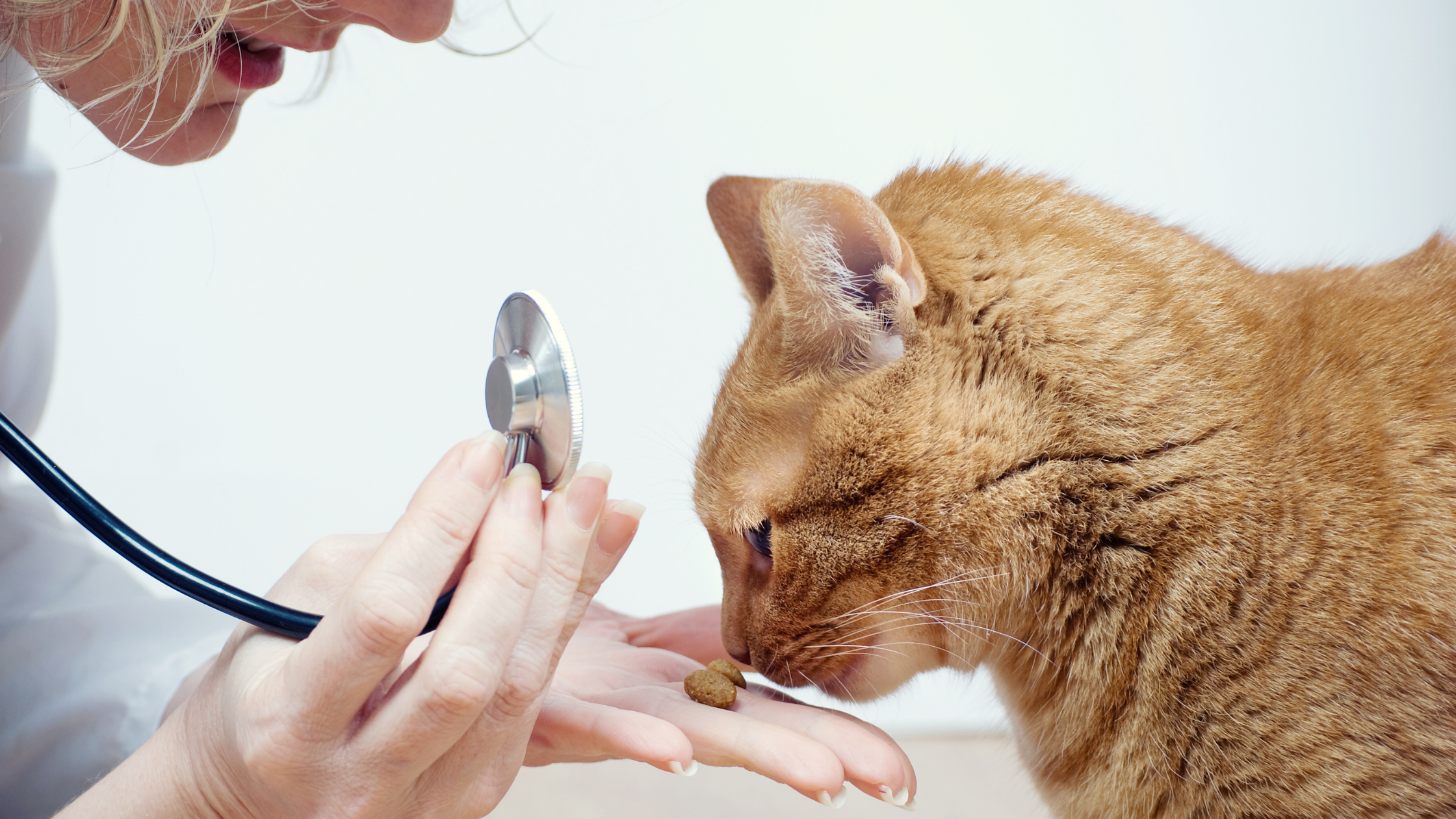 orange tabby cat eating treats from the hand of a vet