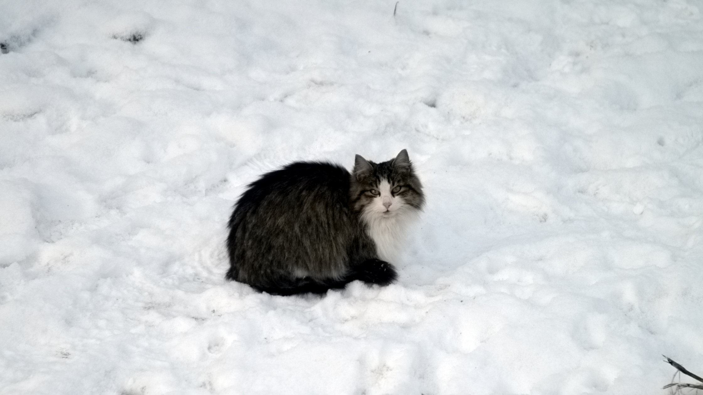 How Can I Help Stray Cats In The Winter Months