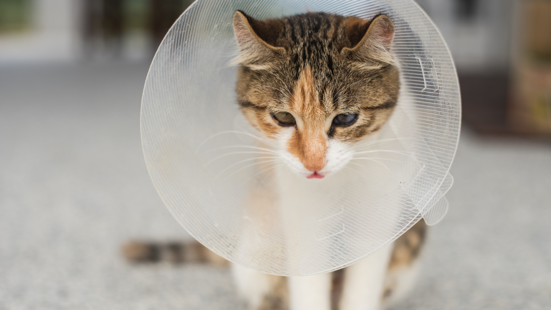 Does Neutering Affect a Cat's Personality