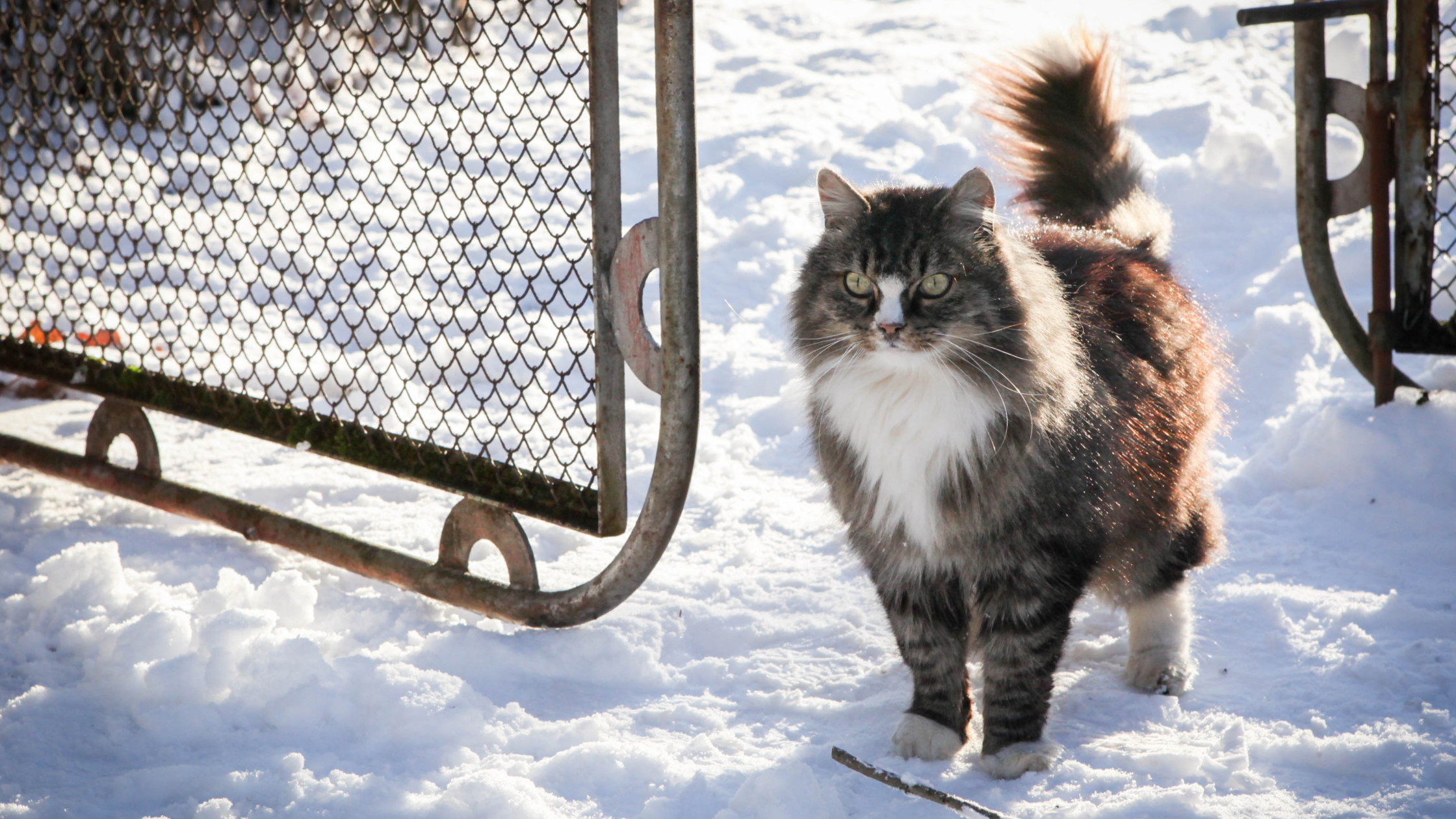 cat in a snowy ground walking away from gate