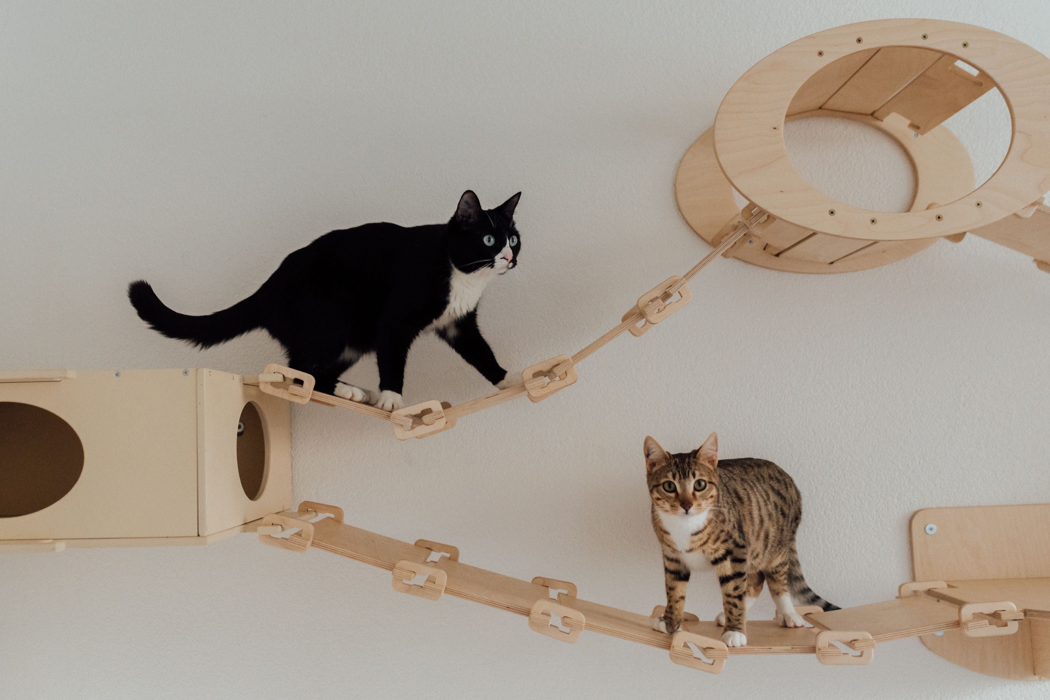 Exercise and Mental Stimulation for Cats in Changing Seasons