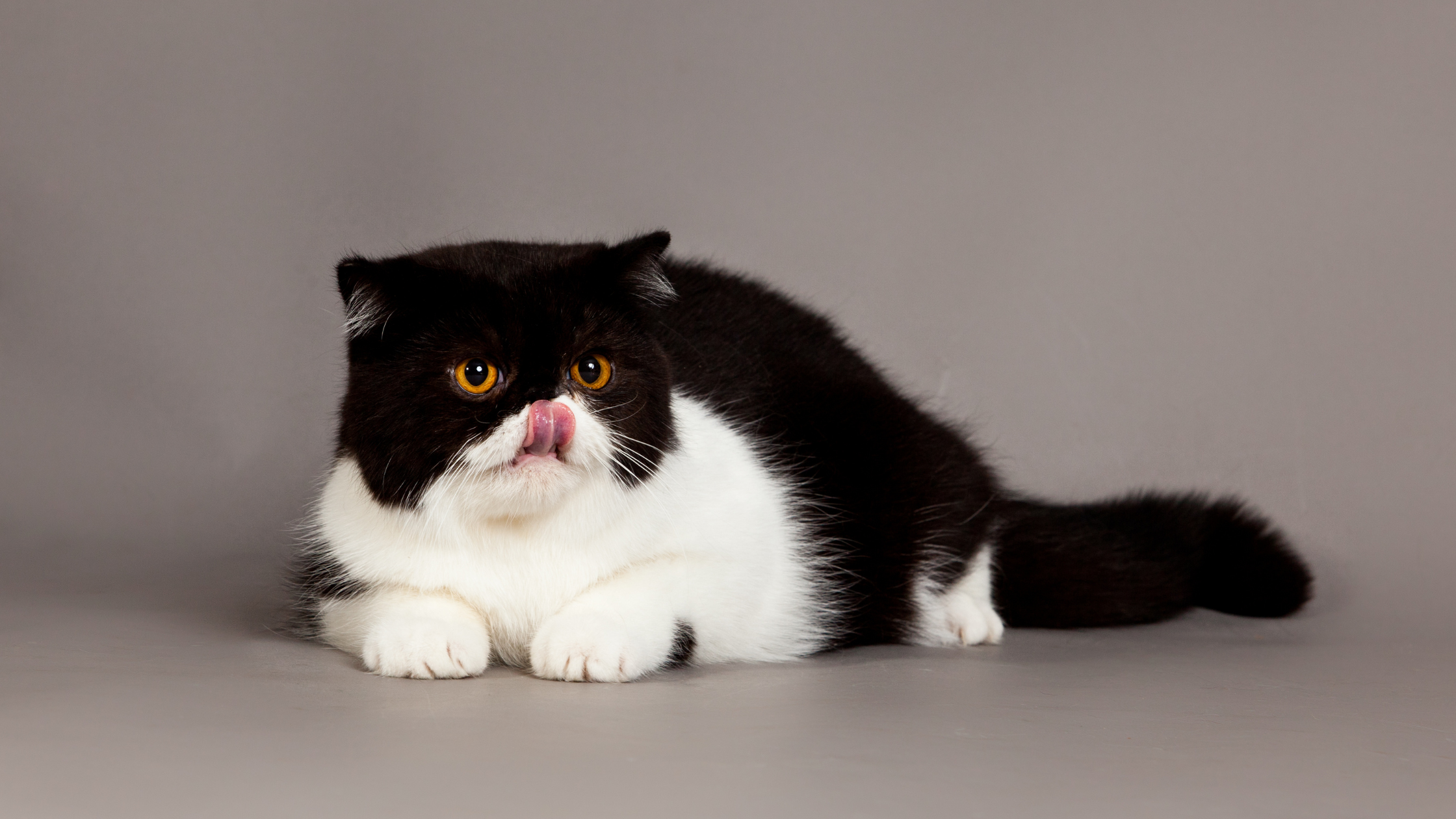 Exotic Shorthair