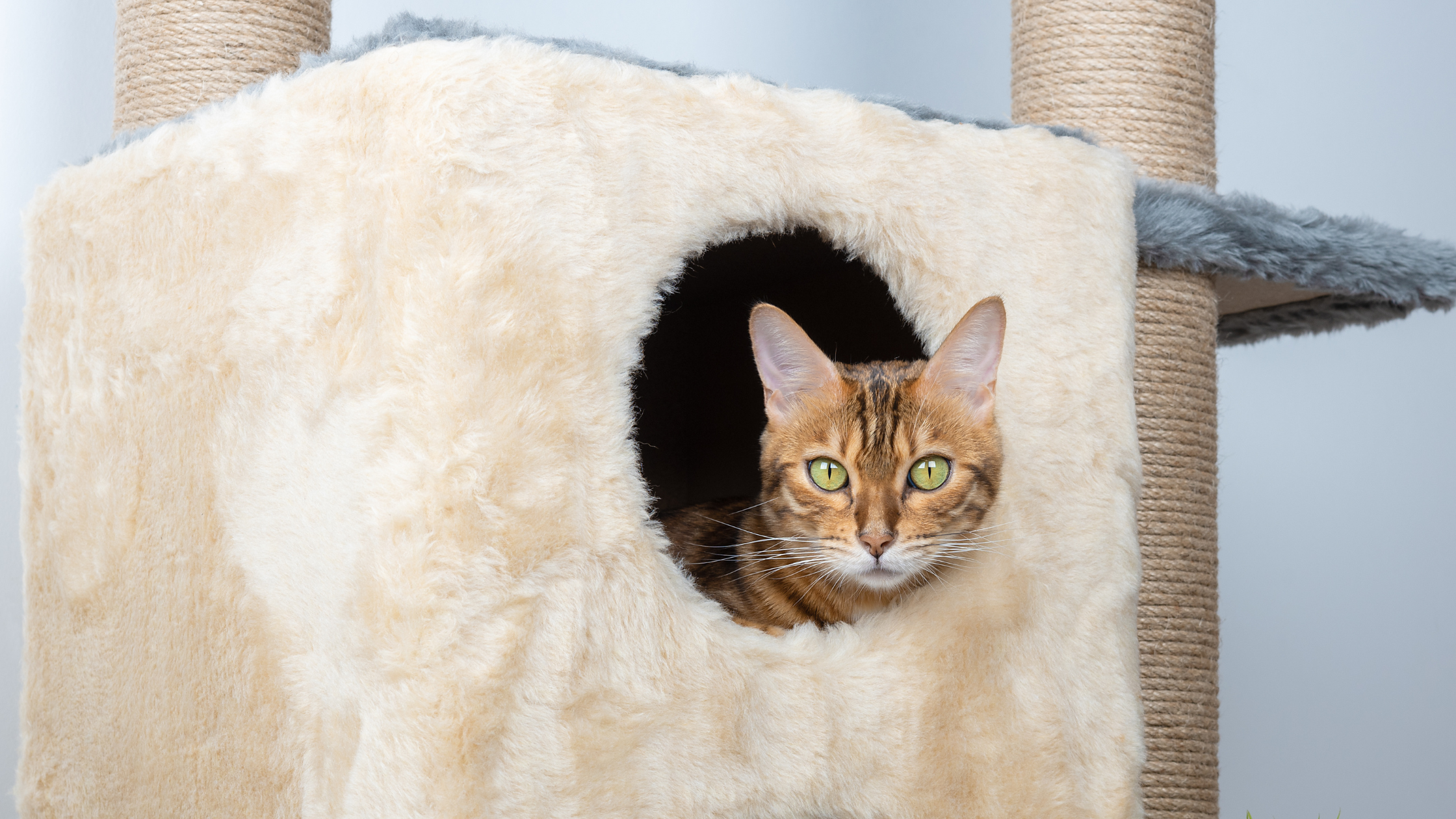 Features to Look for in Cat Trees for Large Cats