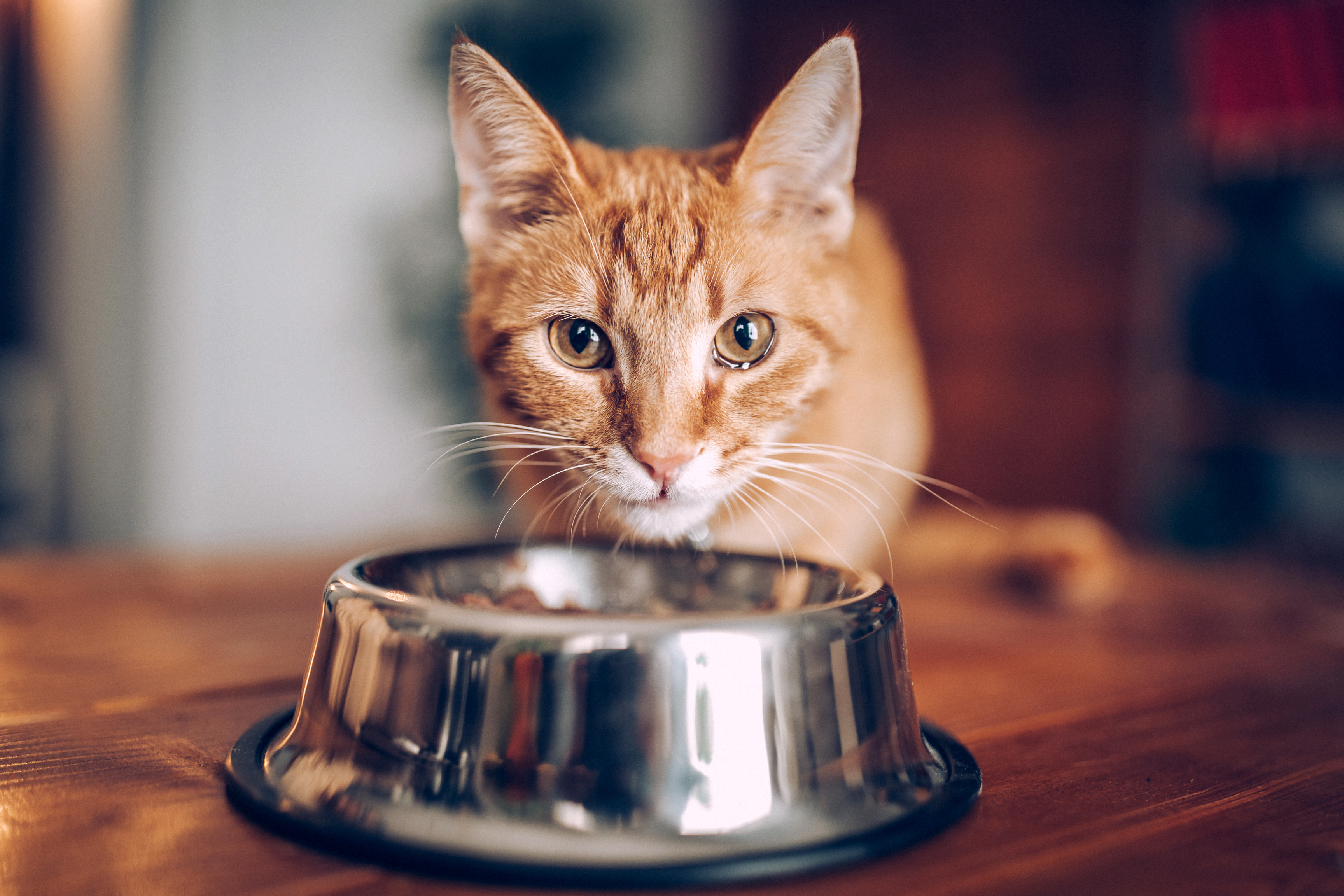cat with a stainless food bowl