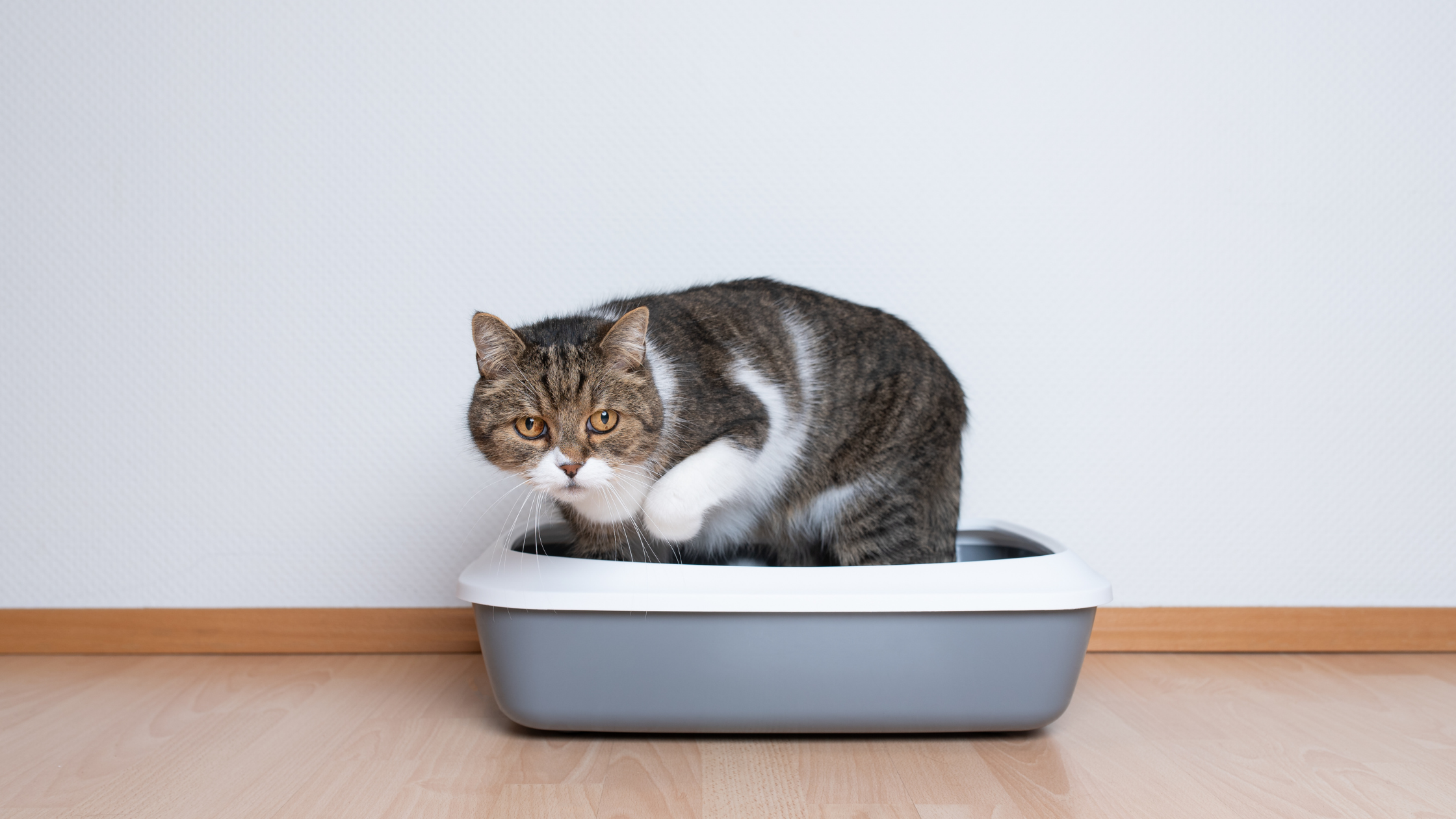 cat inside a litter box looking scared