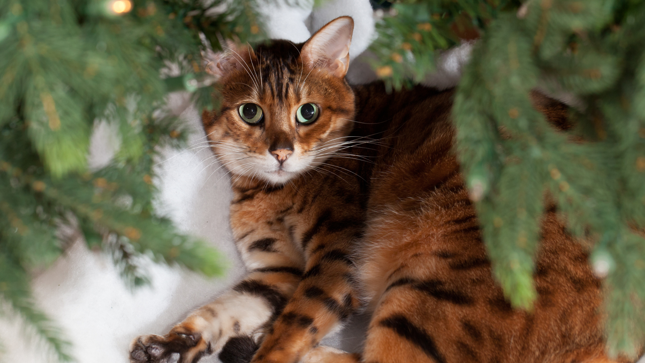 cat laying under a christmas tree and looking at the camera