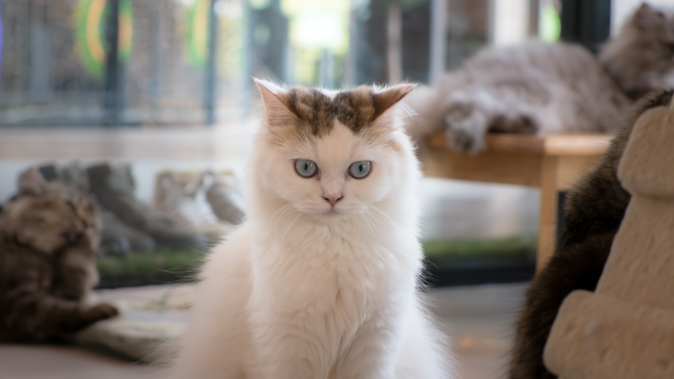 First, Let's Identify Common Behavioral Problems in Cats