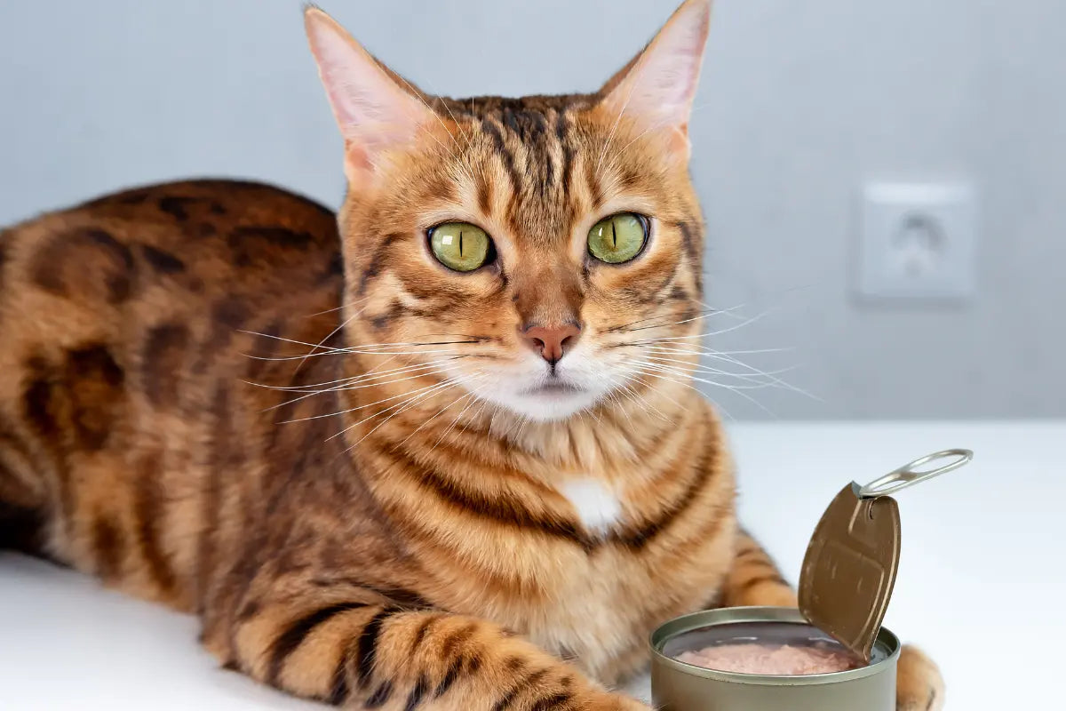 a bengal cat sitting next to a can of food