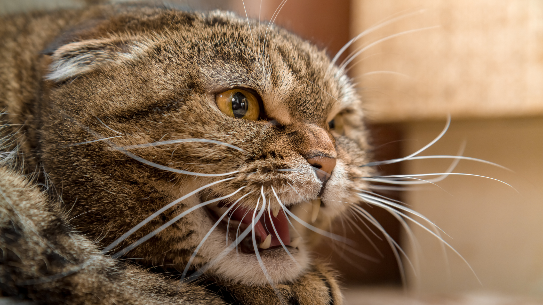 an angry and scared cat with ears flat and turned backwards