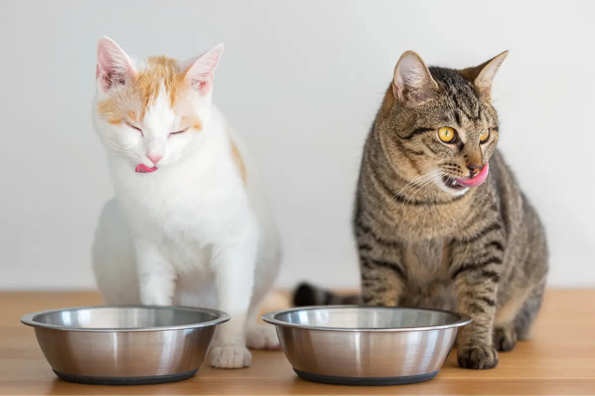 two cats sitting next to each other in metal bowls