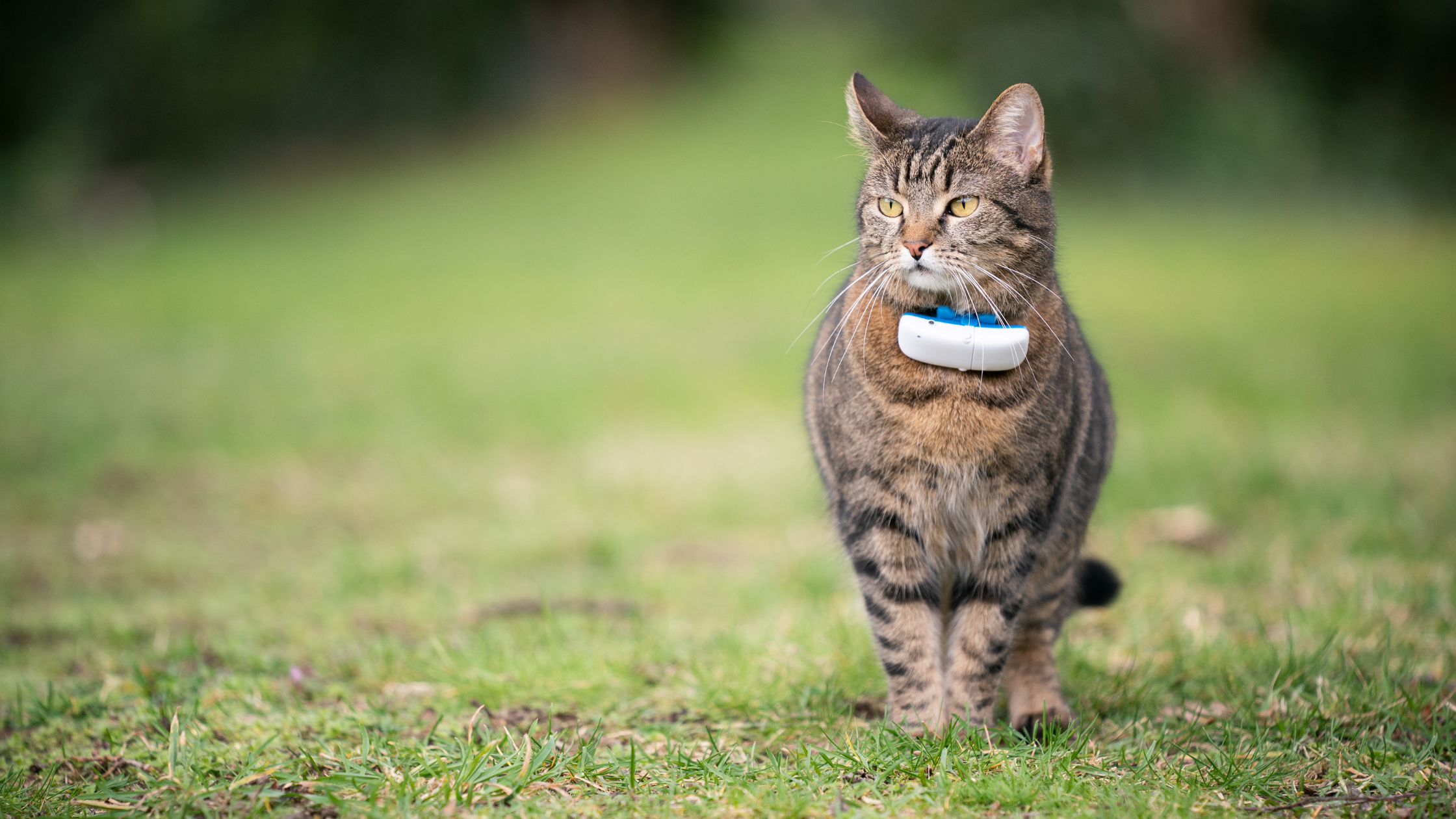 Cat GPS tracker