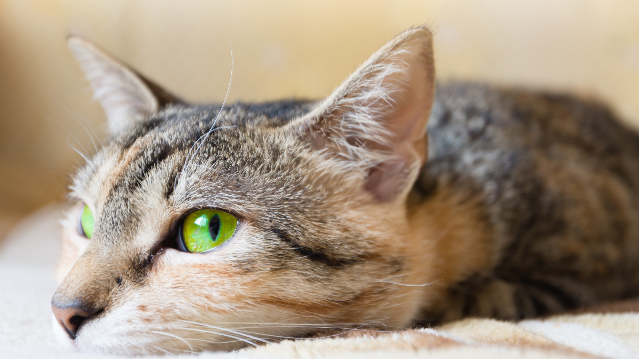 green cat eye color