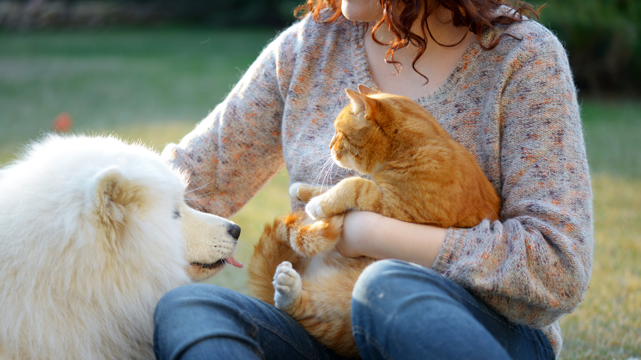 white dog and ginger cat being introduced to each other