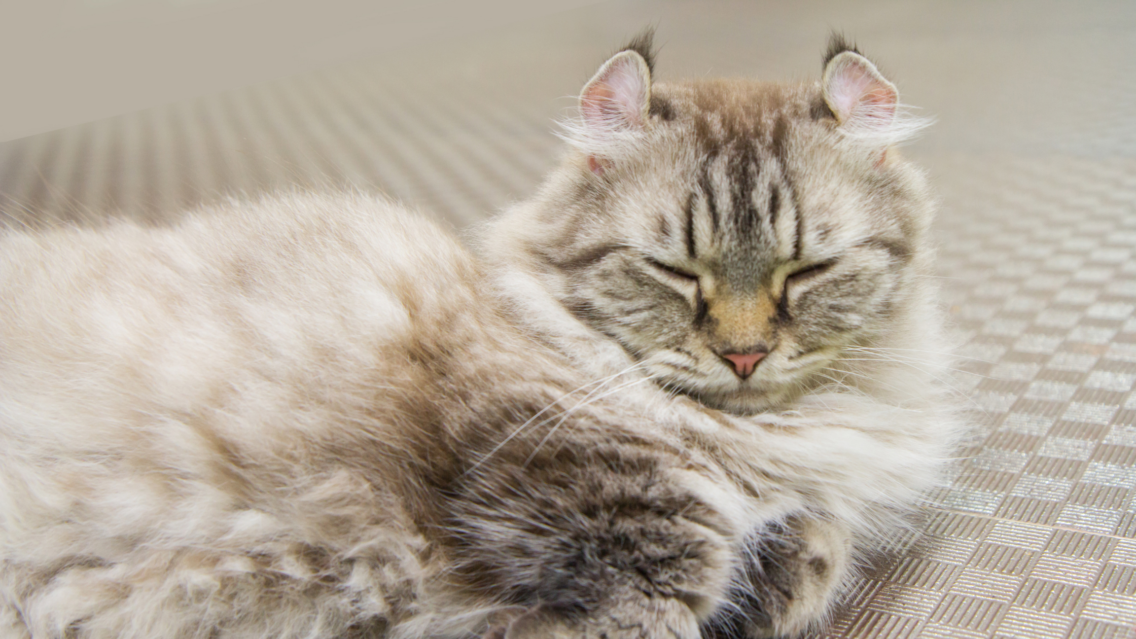 Geschichte der American Curl Katze