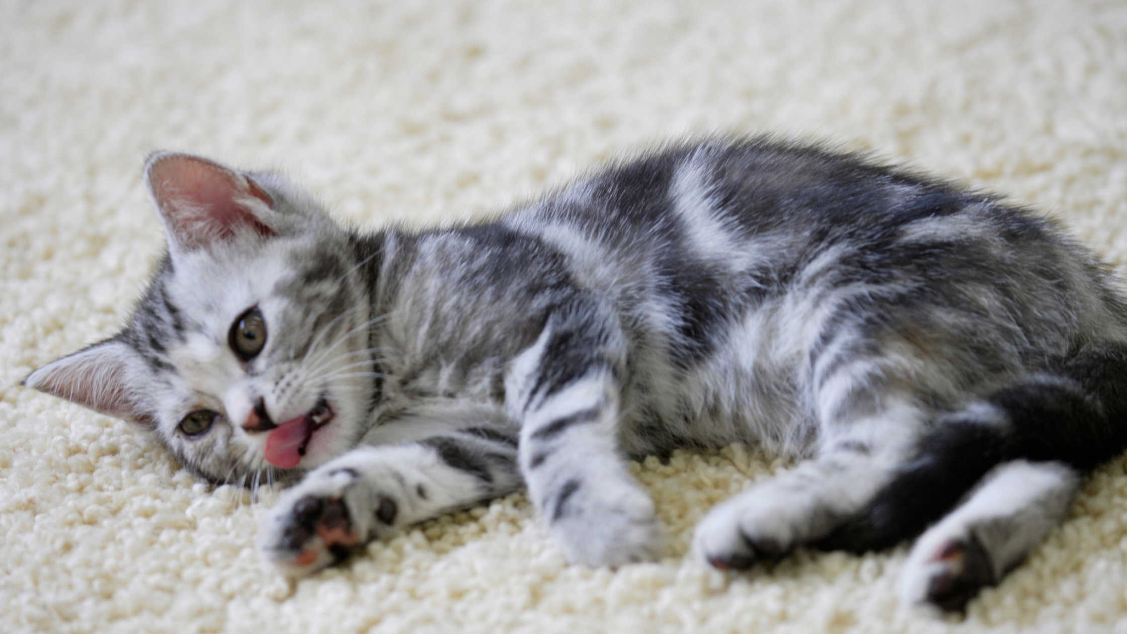 silver tabby kitten rolling on a white carpet