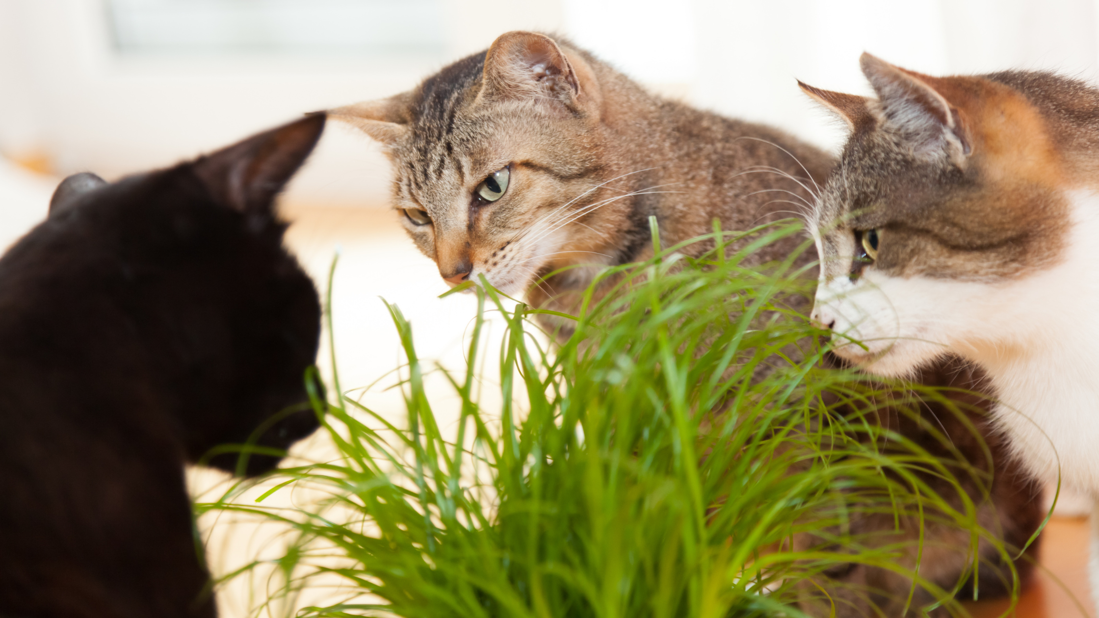 How Cats Nutritional Requirements Differ From Dogs