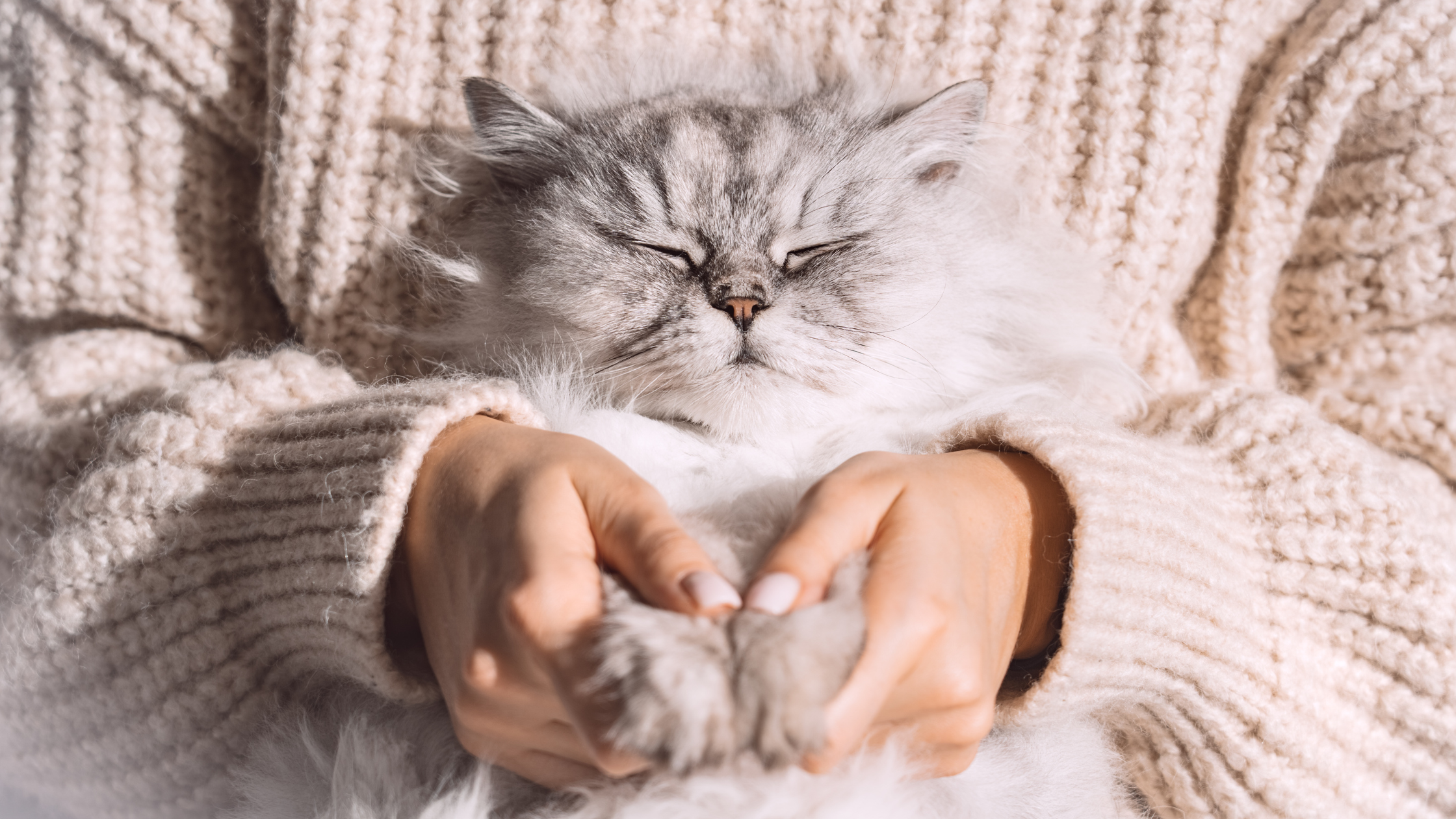 close up o a cat in the lap of human