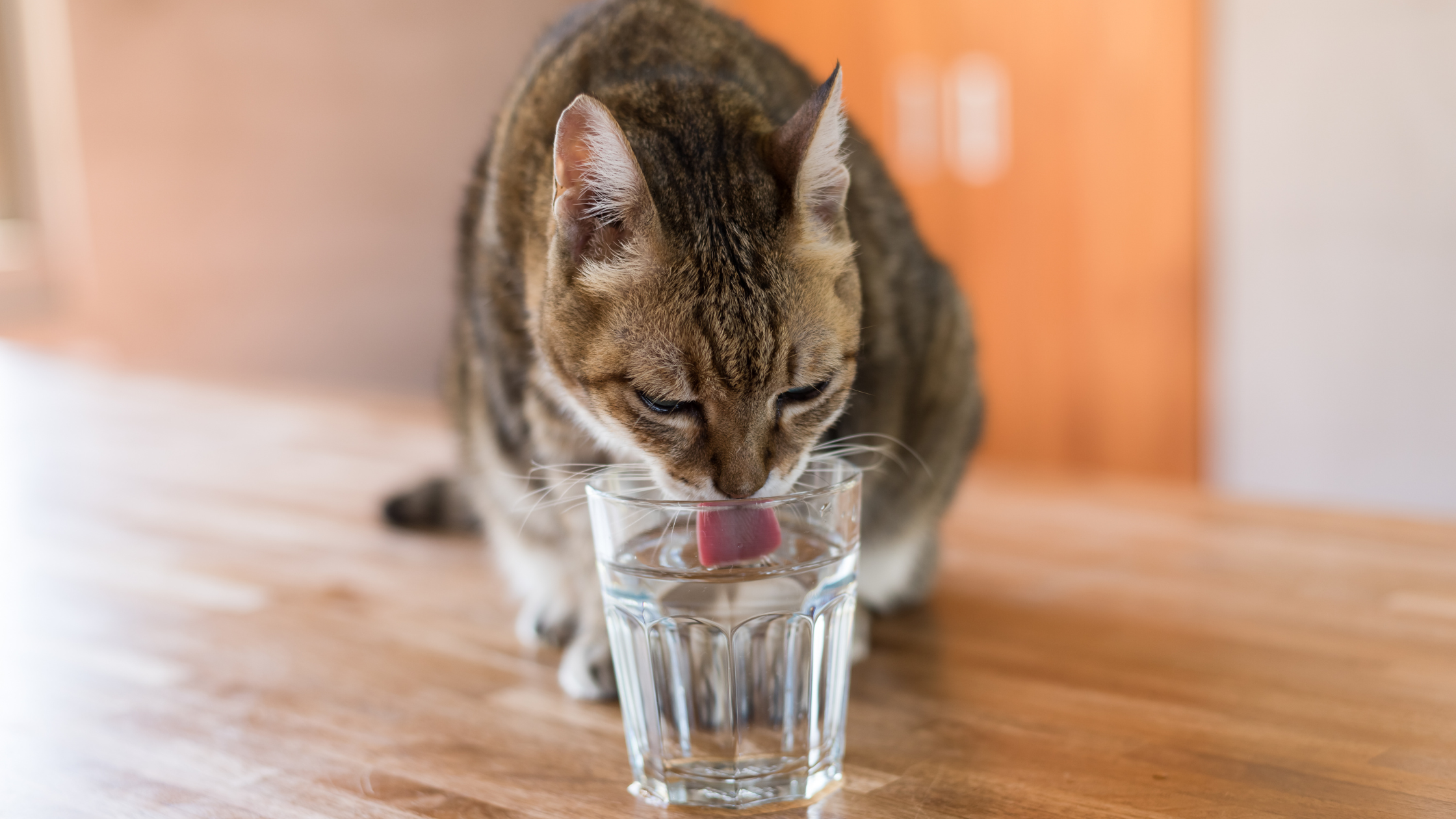 How Much Water Should a Cat Drink