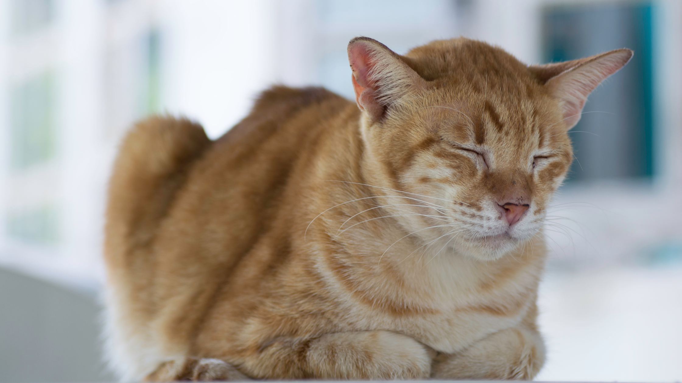 ginger cat in a loaf position