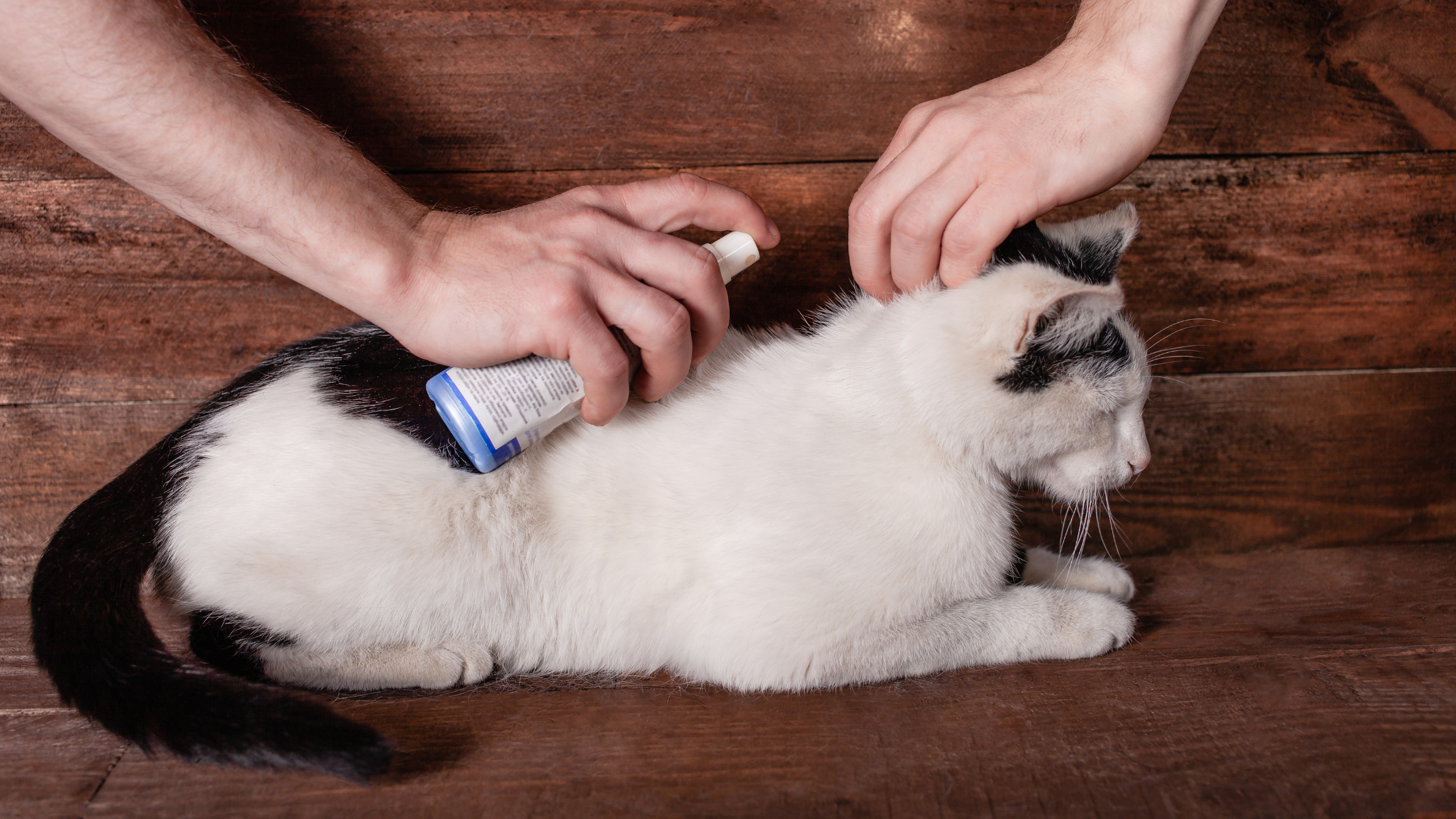 How to Do Away With Fleas on Your Cat