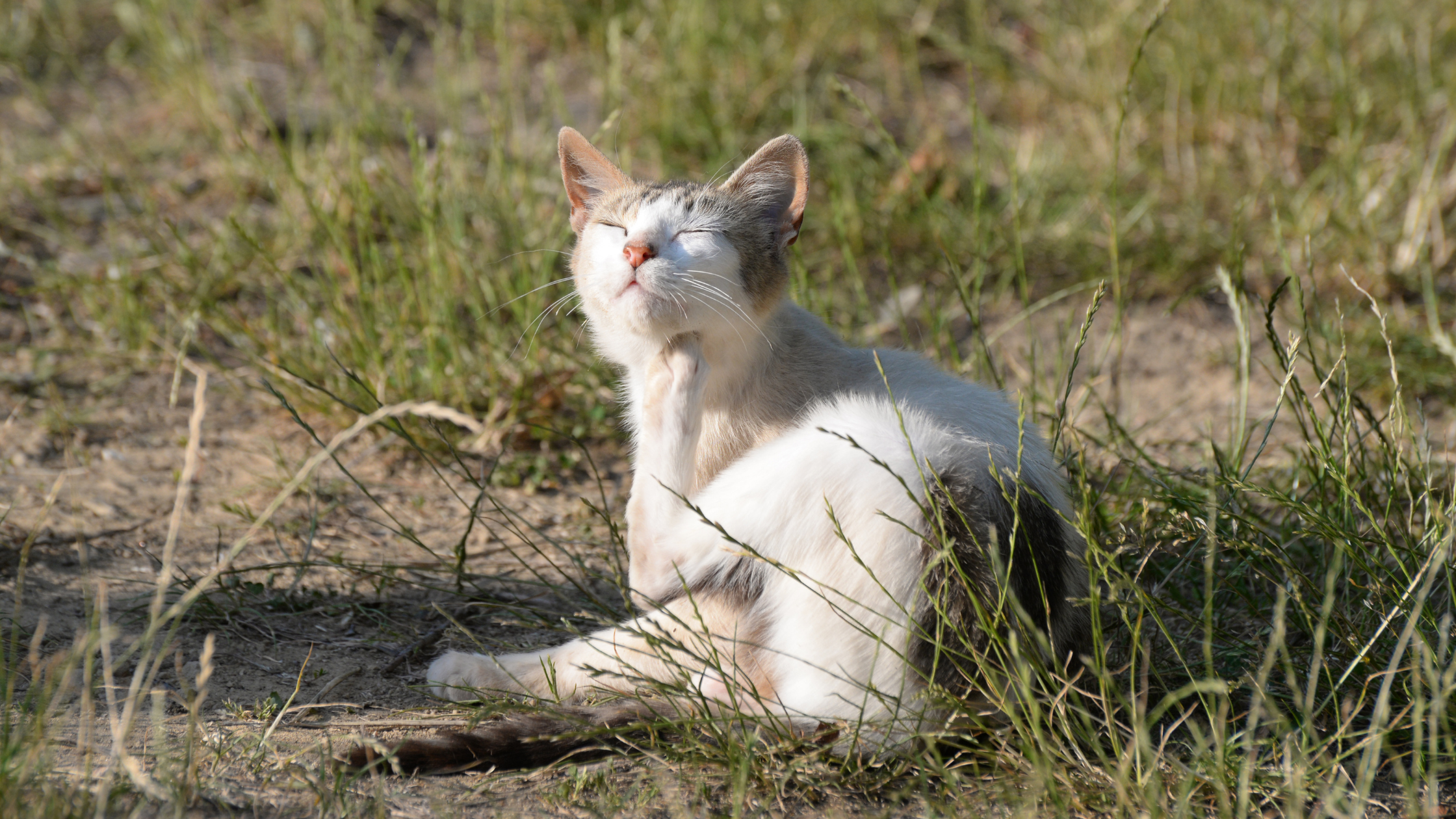 a white and black cat scratching atop a grass