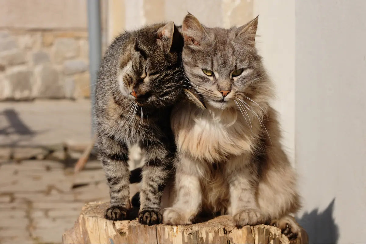 two cats sitting on top of a wooden stump | kittynook cat company