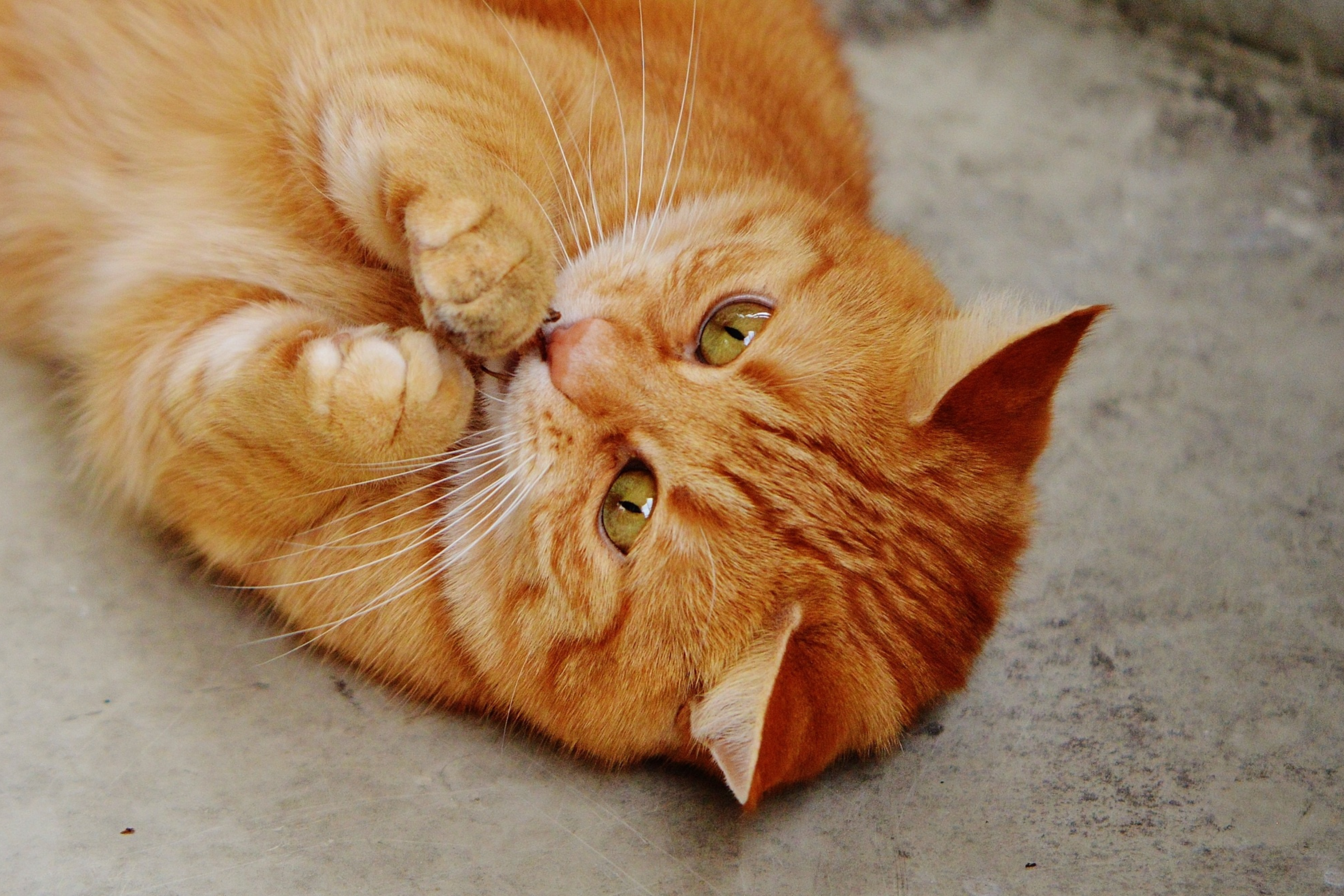 a close up of an orange cat laying on its back