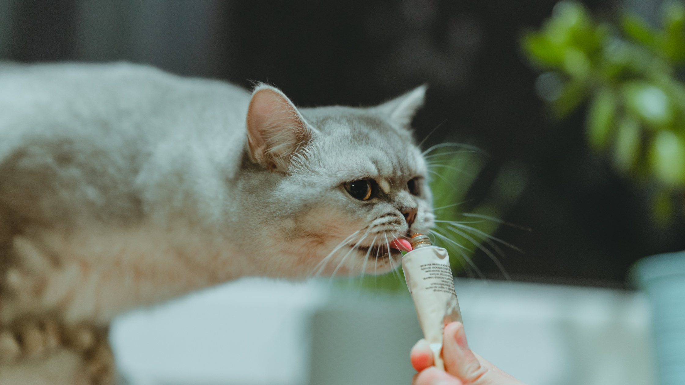 How to Safely Introduce Peanut Butter to Cats (If Applicable)