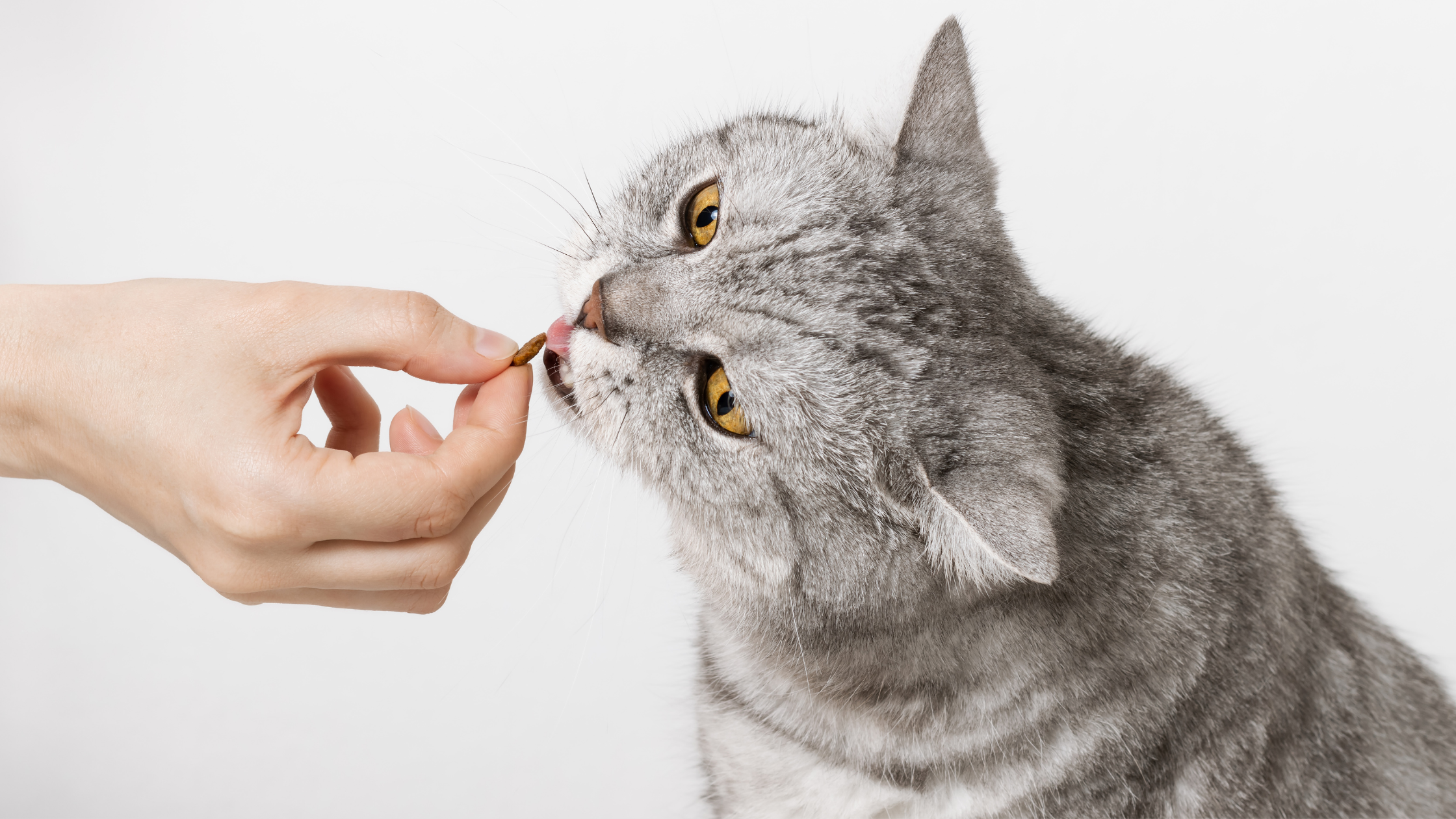 Ideas for Homemade Cat-Friendly Treats without Peanut Butter
