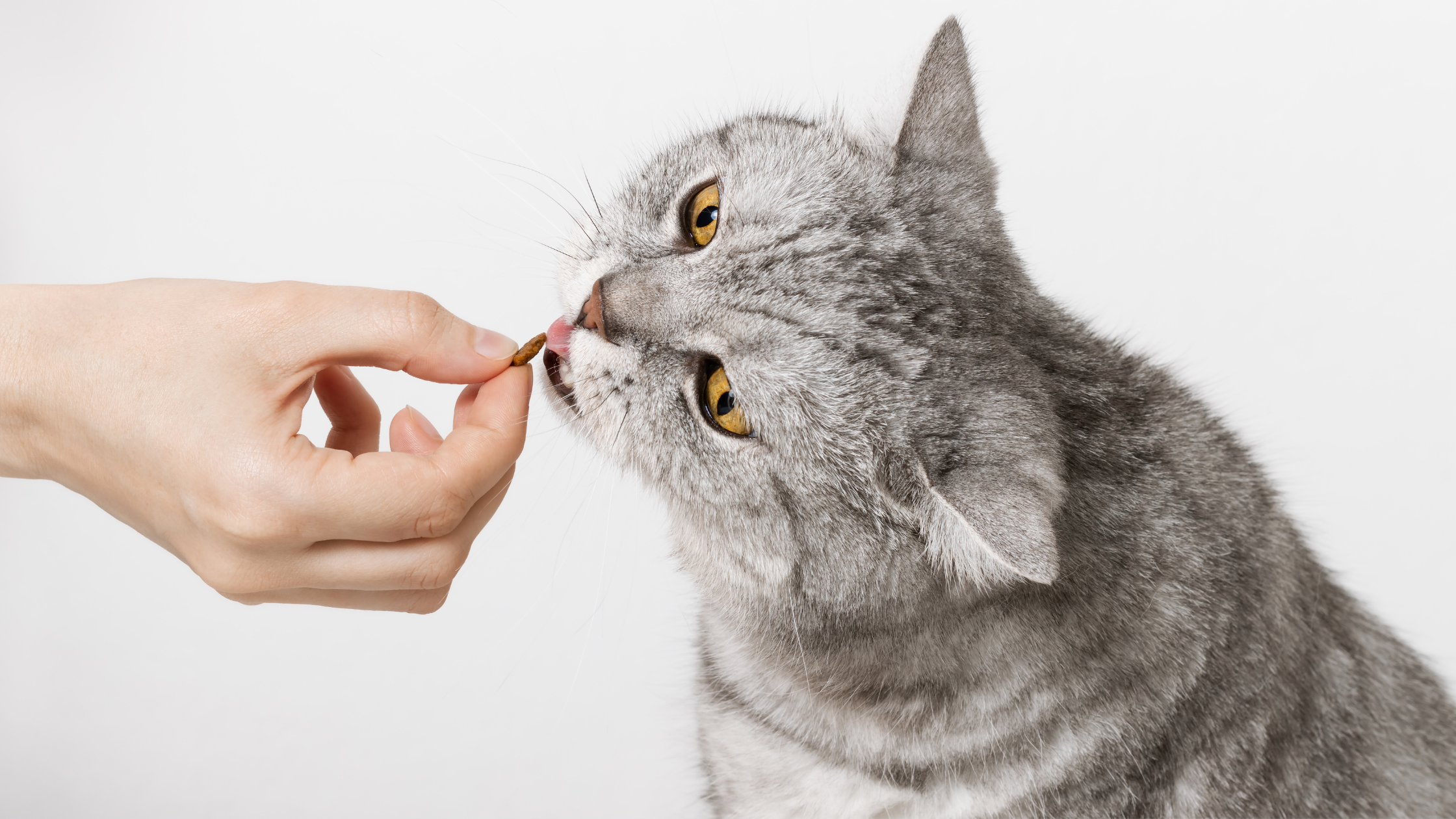 Ideen für selbstgemachte katzenfreundliche Leckereien ohne Erdnussbutter