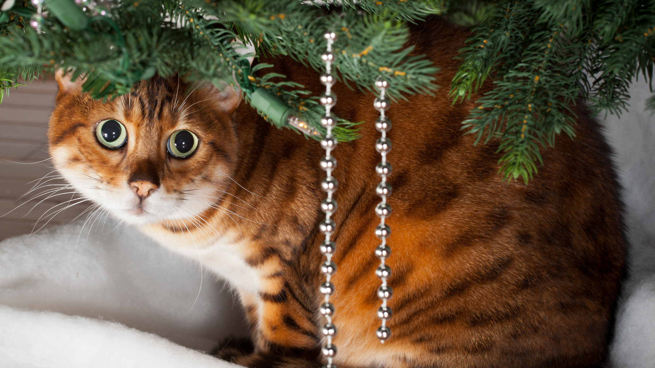 a cat under a christmas tree with silver tinsel looking at the camera