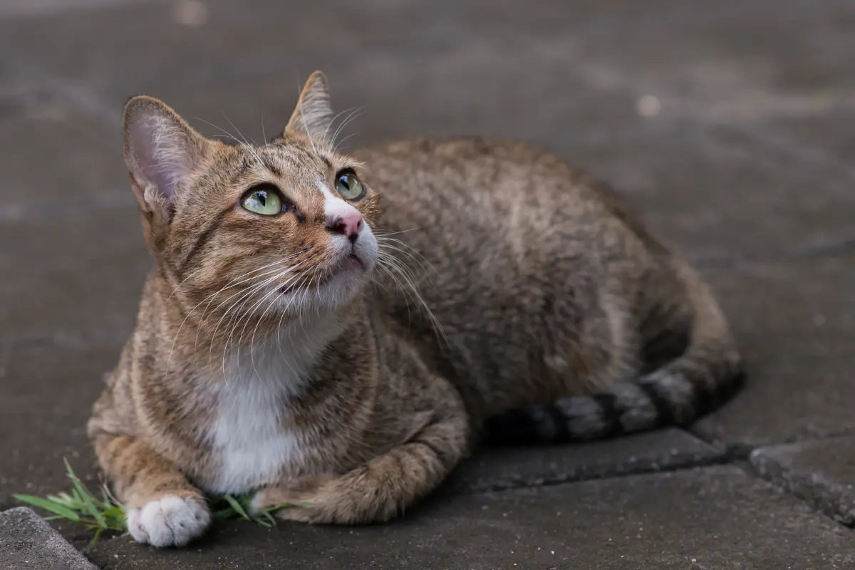 a cat sitting on the ground looking up | kittynook