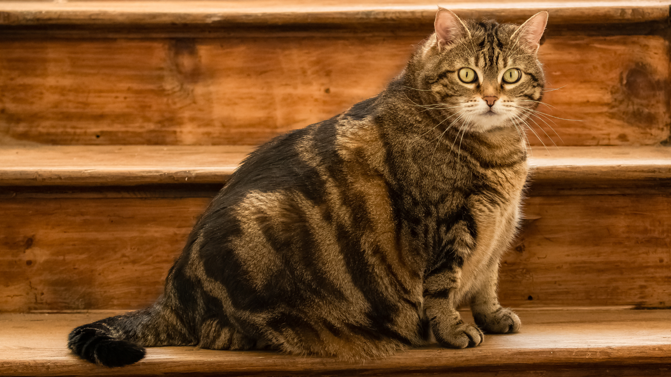 Importance of Regular Vet Check-ups for Overweight Cats