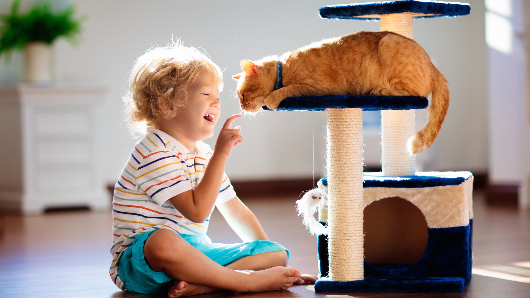 Improving Socialization for Adult Cats