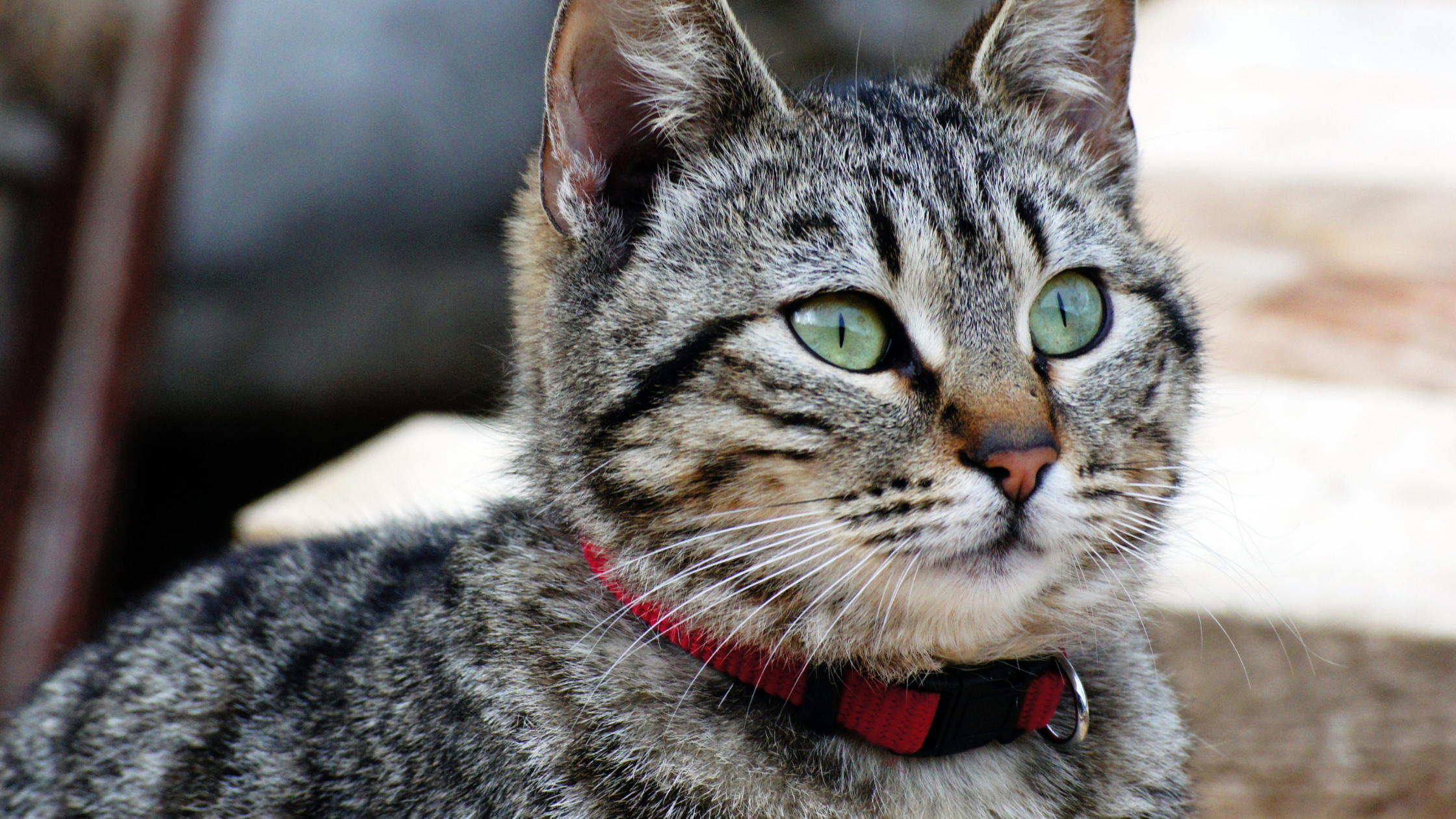 Indoor Cats Need Collars—Here Are Some Reasons Why