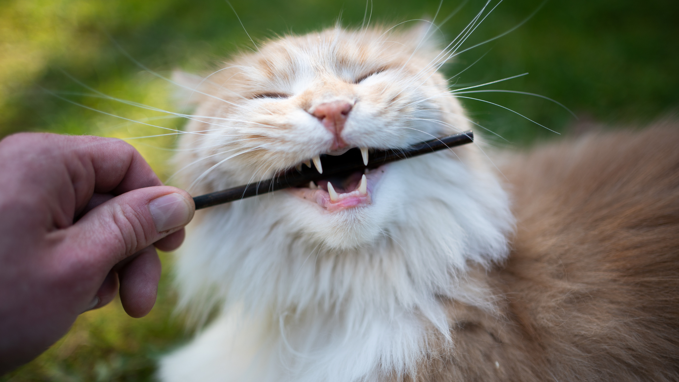 Inside a Cat's Mouth