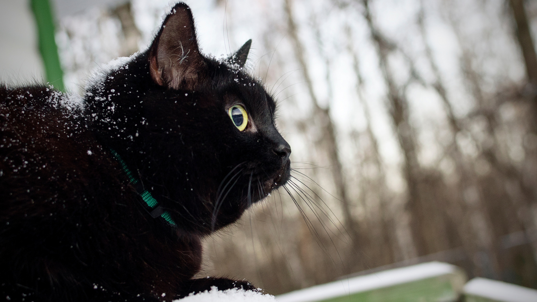 a black cat on the foreground with a snowy forest landscape on the background