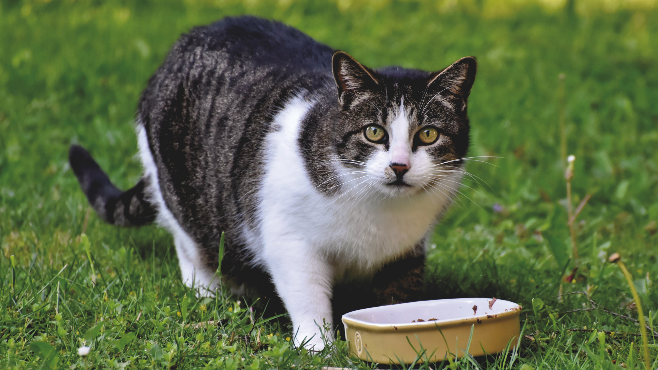 is homemade cat food healthy for cats