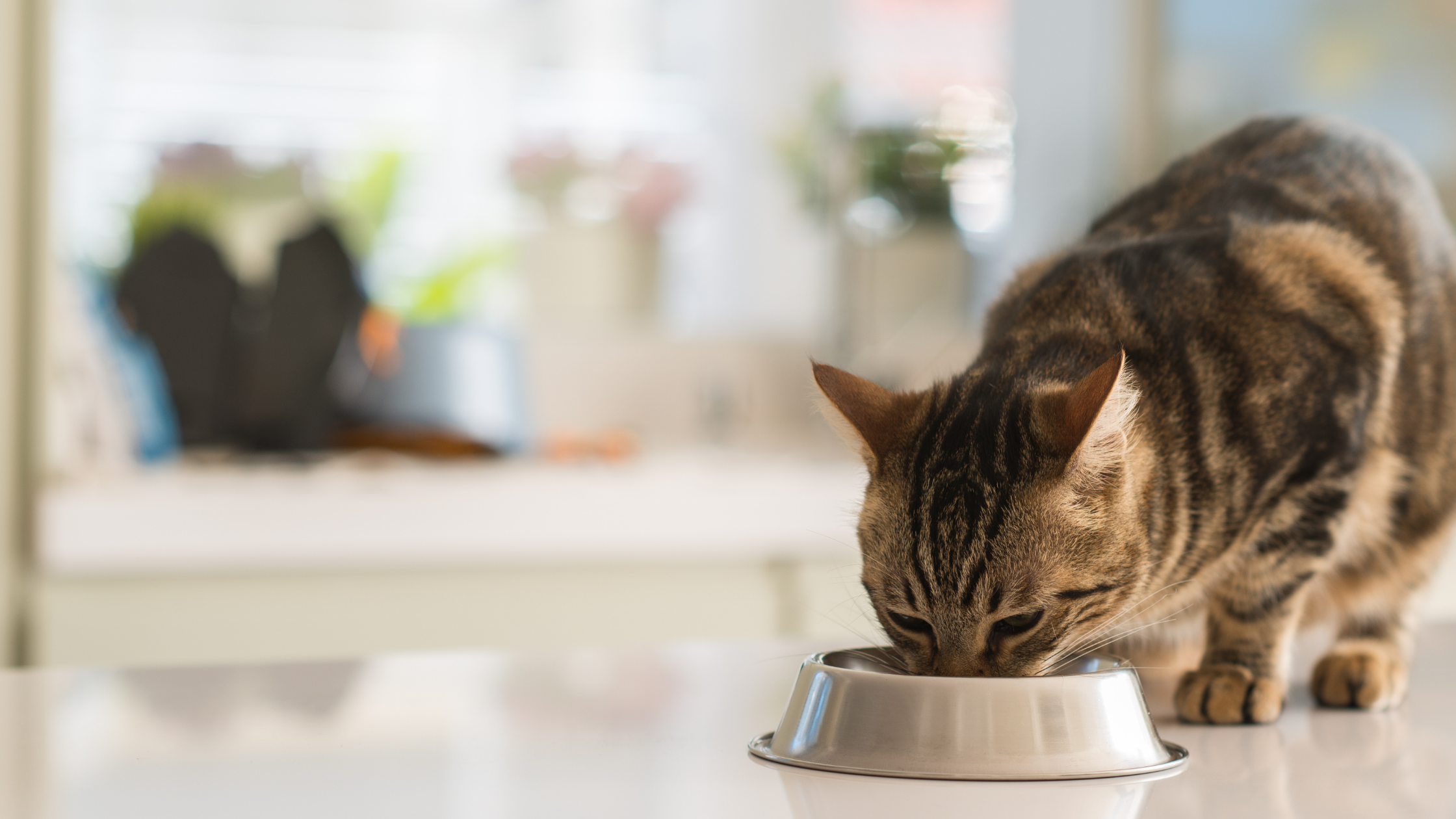 is homemade cat food really better than commercial onens