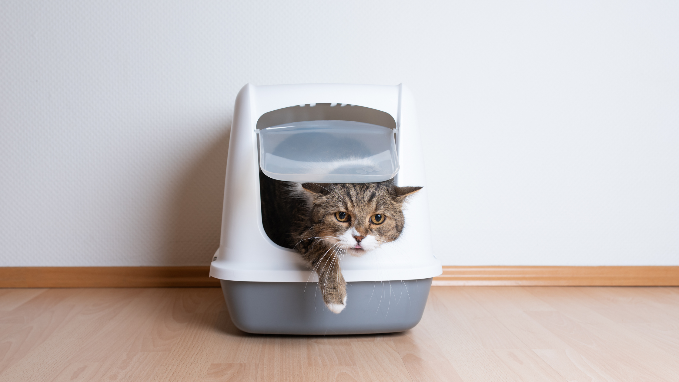 What Size is the Best for Your Cat?