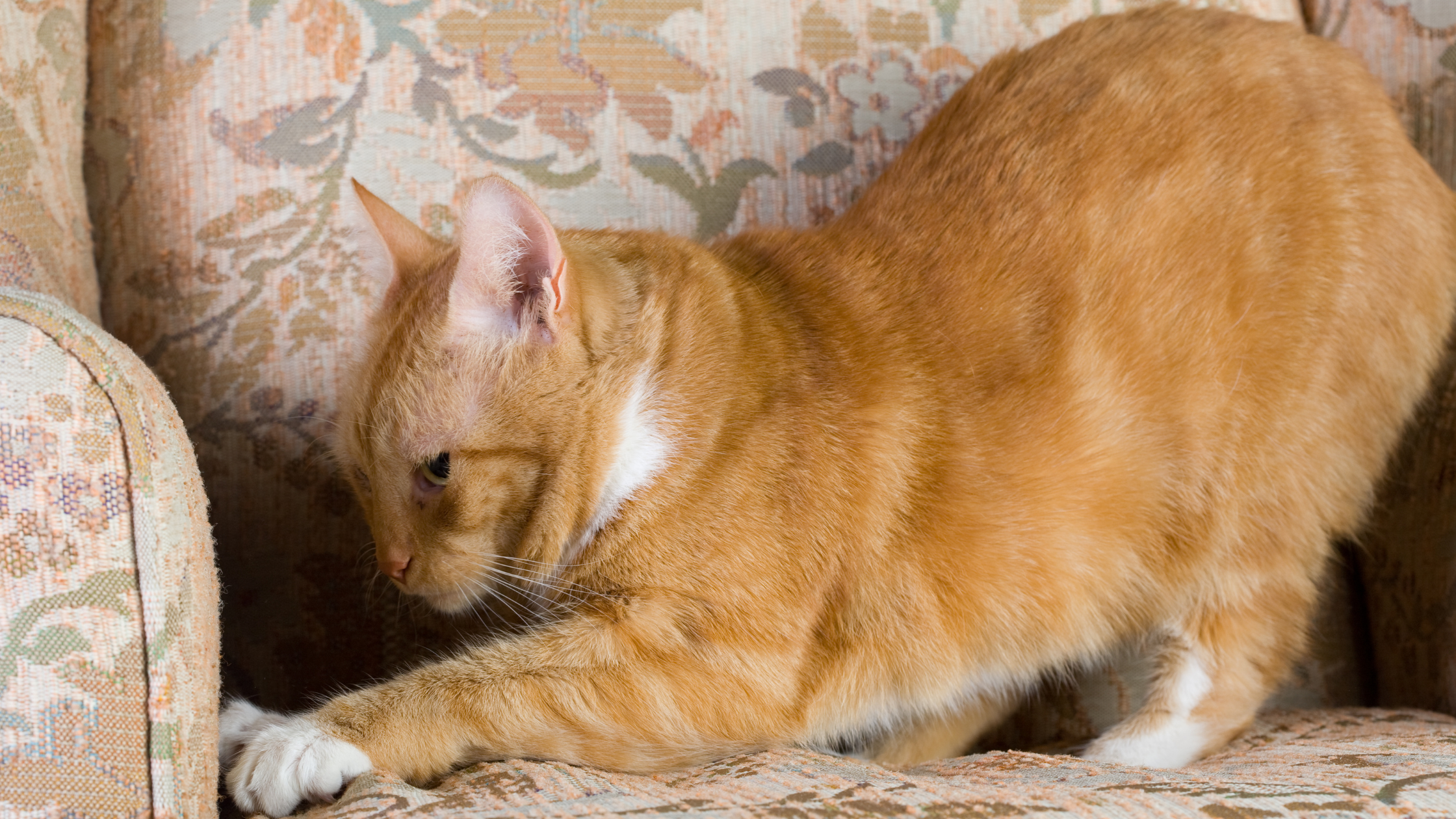 an orange cat scratching on the sofa