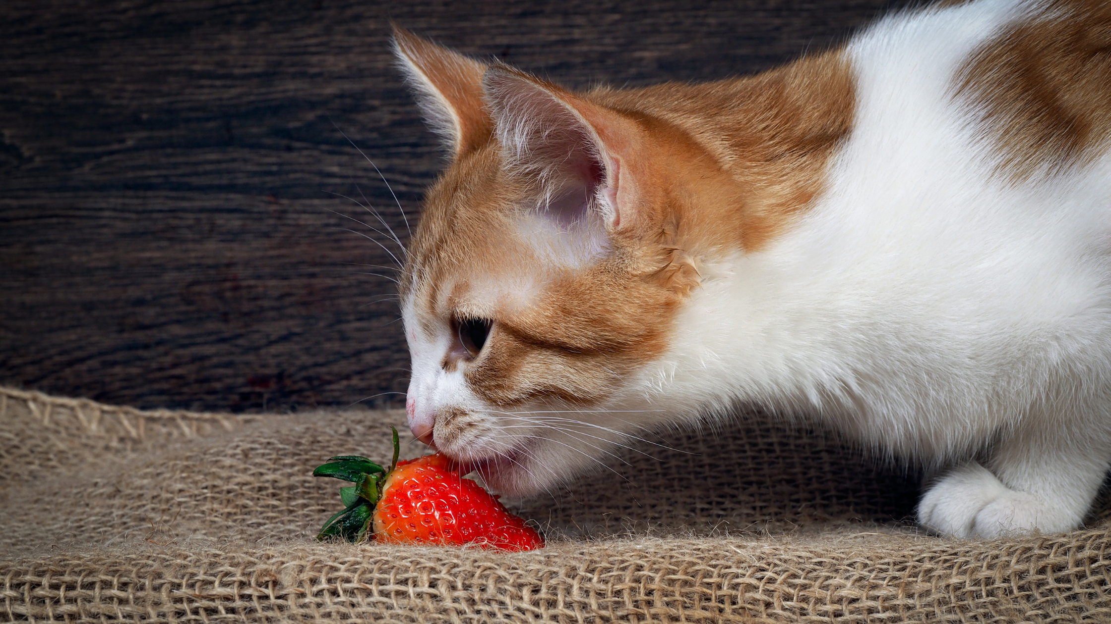 a white and orange cat eating a single strawberry