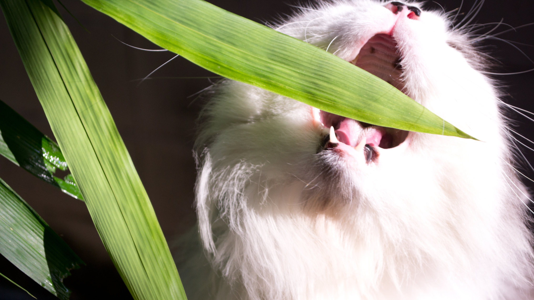 a cat munching on a palm leaf